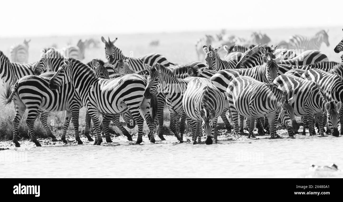 Afrika, Tansania. Eine Herde Zebras trinkt am Rande eines Wasserlochs. Stockfoto