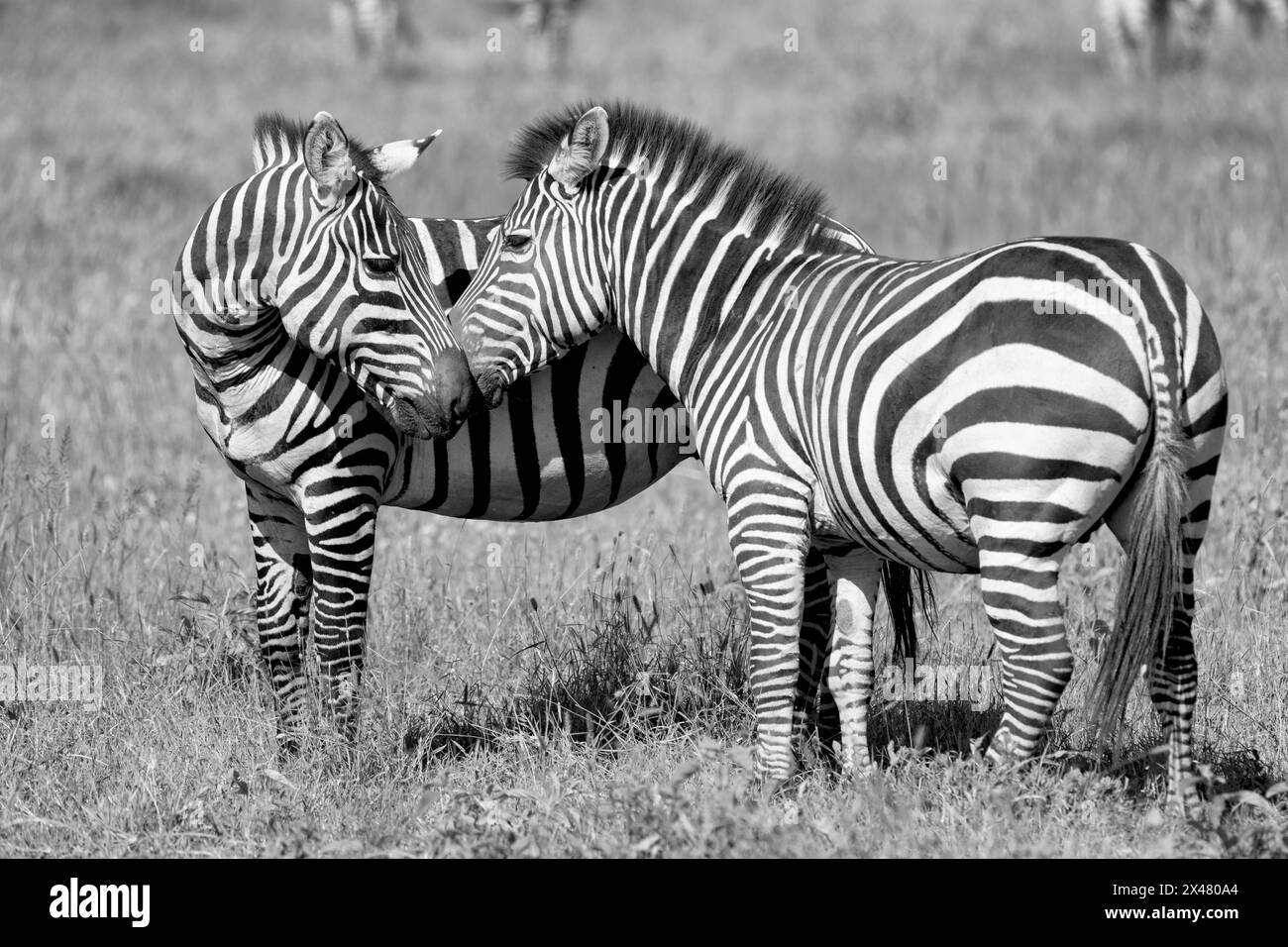 Afrika, Tansania. Zwei Zebras kuscheln sich in Grußworten an. Stockfoto