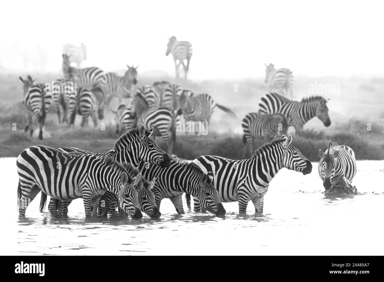 Afrika, Tansania. Eine Herde Zebra waten ins Wasserloch, um zu trinken. Stockfoto