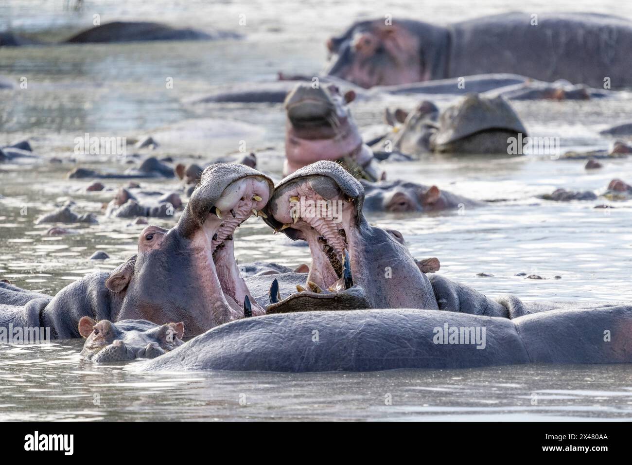 Afrika, Tansania. Nilpferde gähnen, um ihre Zähne zu zeigen. Stockfoto