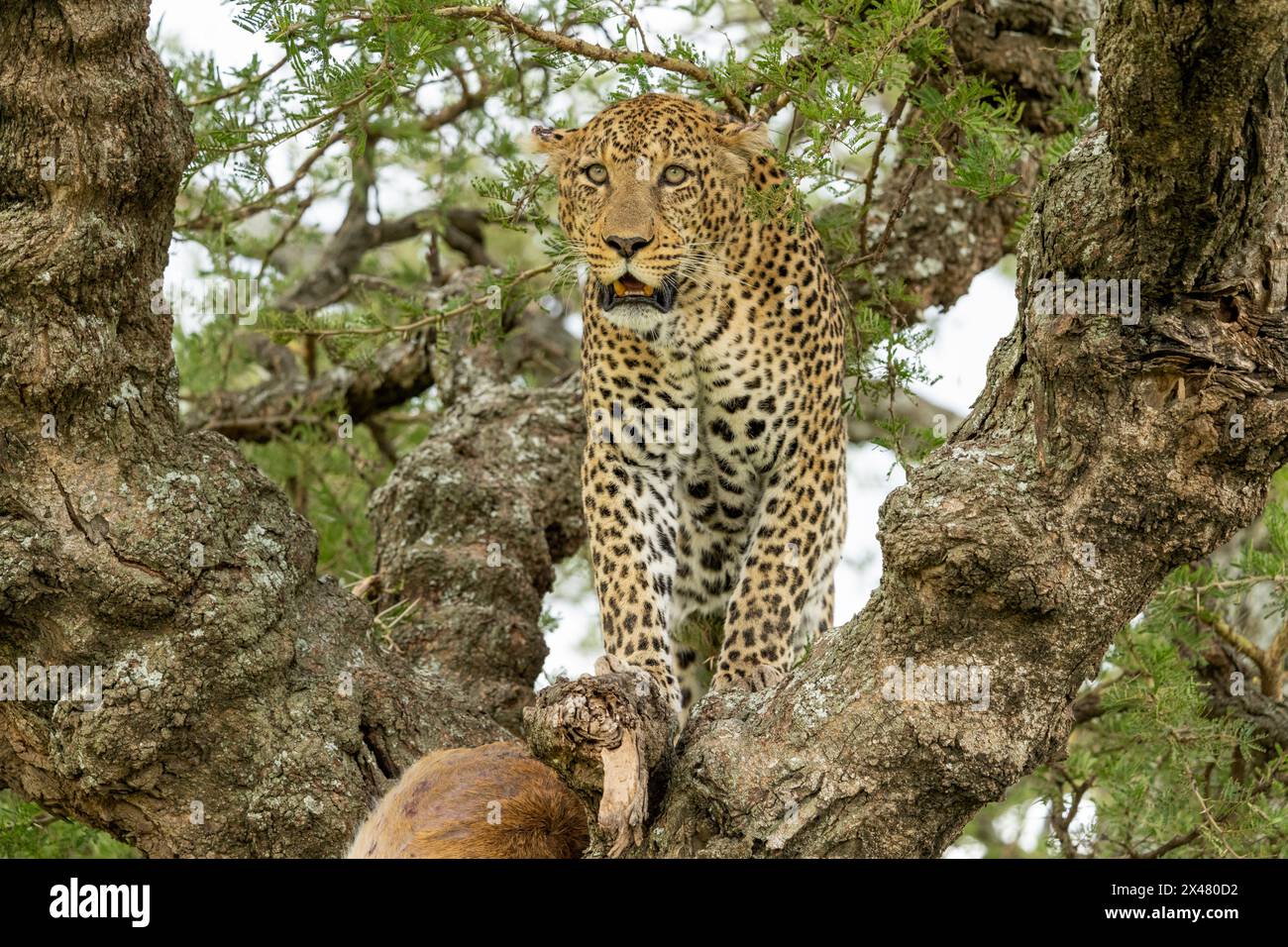 Afrika, Tansania. Ein großer männlicher Leopard bewacht seine Ermordung eines Schilfbocks, der hoch im Baum versteckt ist. Stockfoto