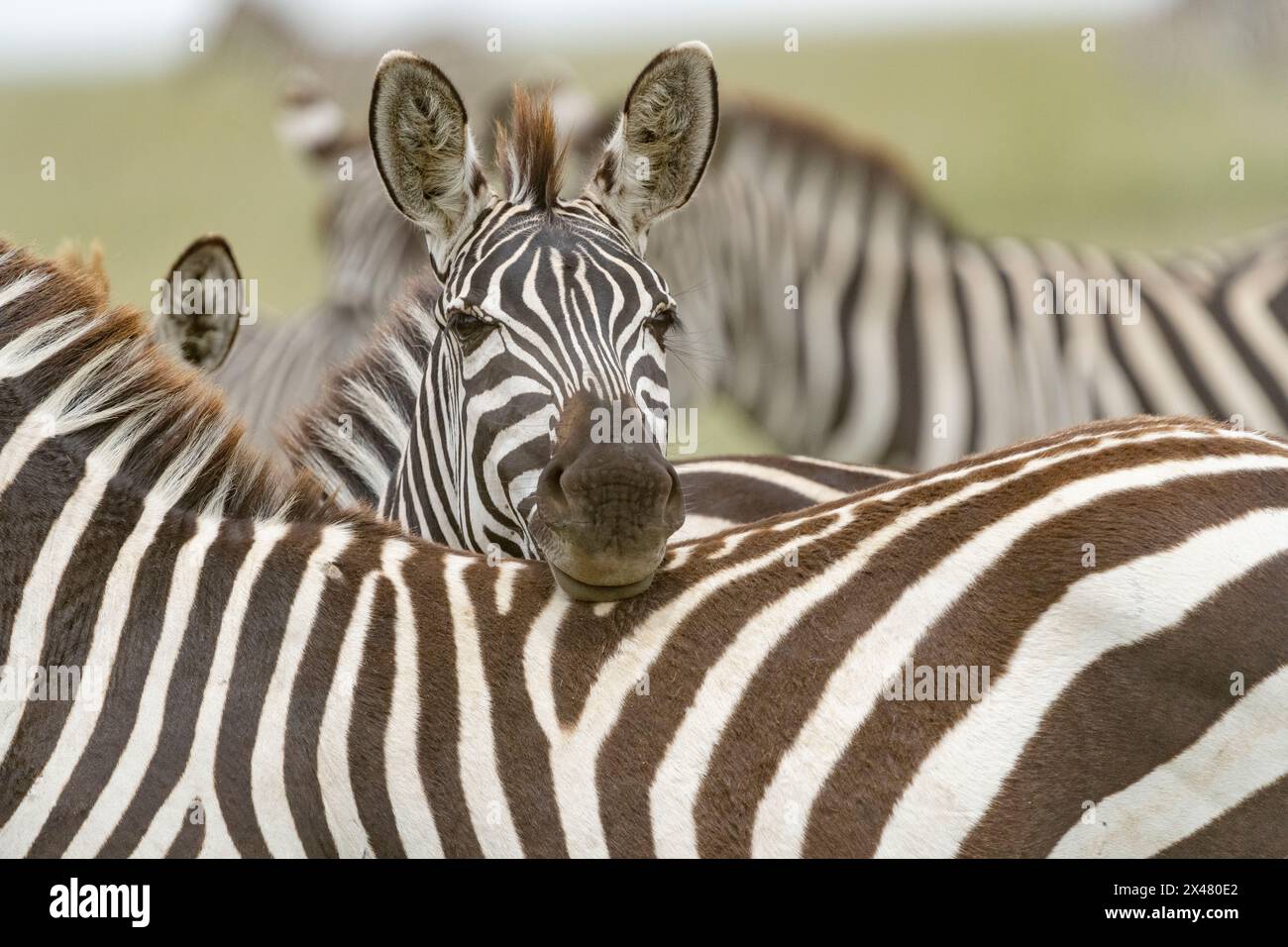 Afrika, Tansania. Ein Zebra legt seinen Kopf auf den Rücken seines Gefährten. Stockfoto