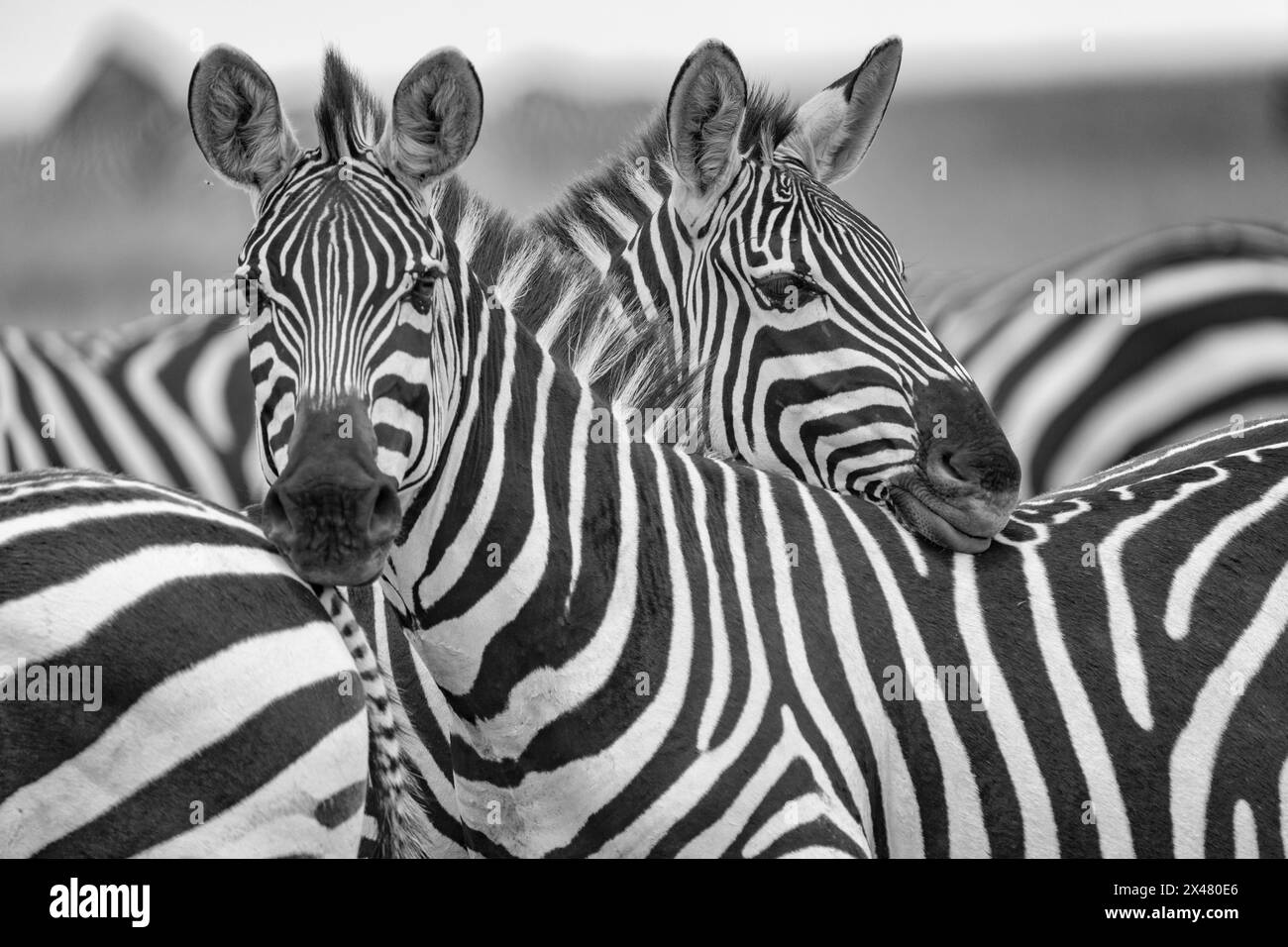 Afrika, Tansania. Ein Porträt von zwei Zebras, die zusammen ruhen. Stockfoto
