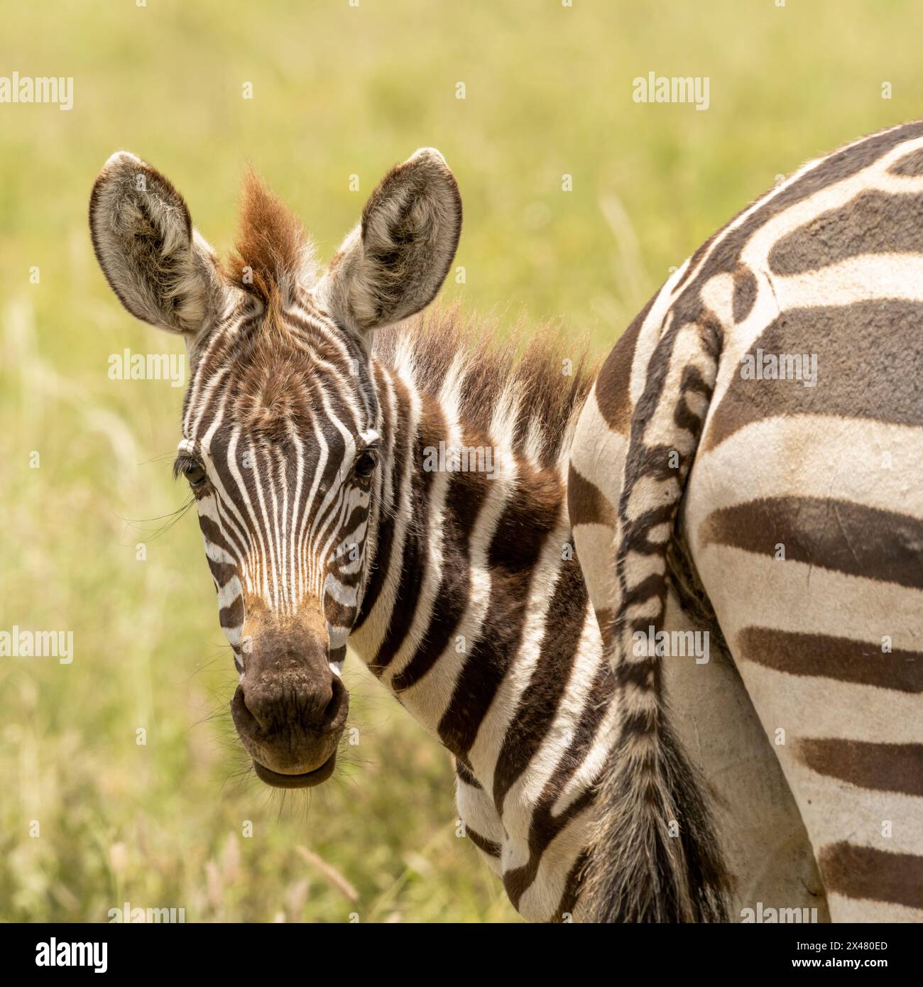 Afrika, Tansania. Ein junger Zebra mit großen Ohren blickt hinter seinem Damm hervor. Stockfoto