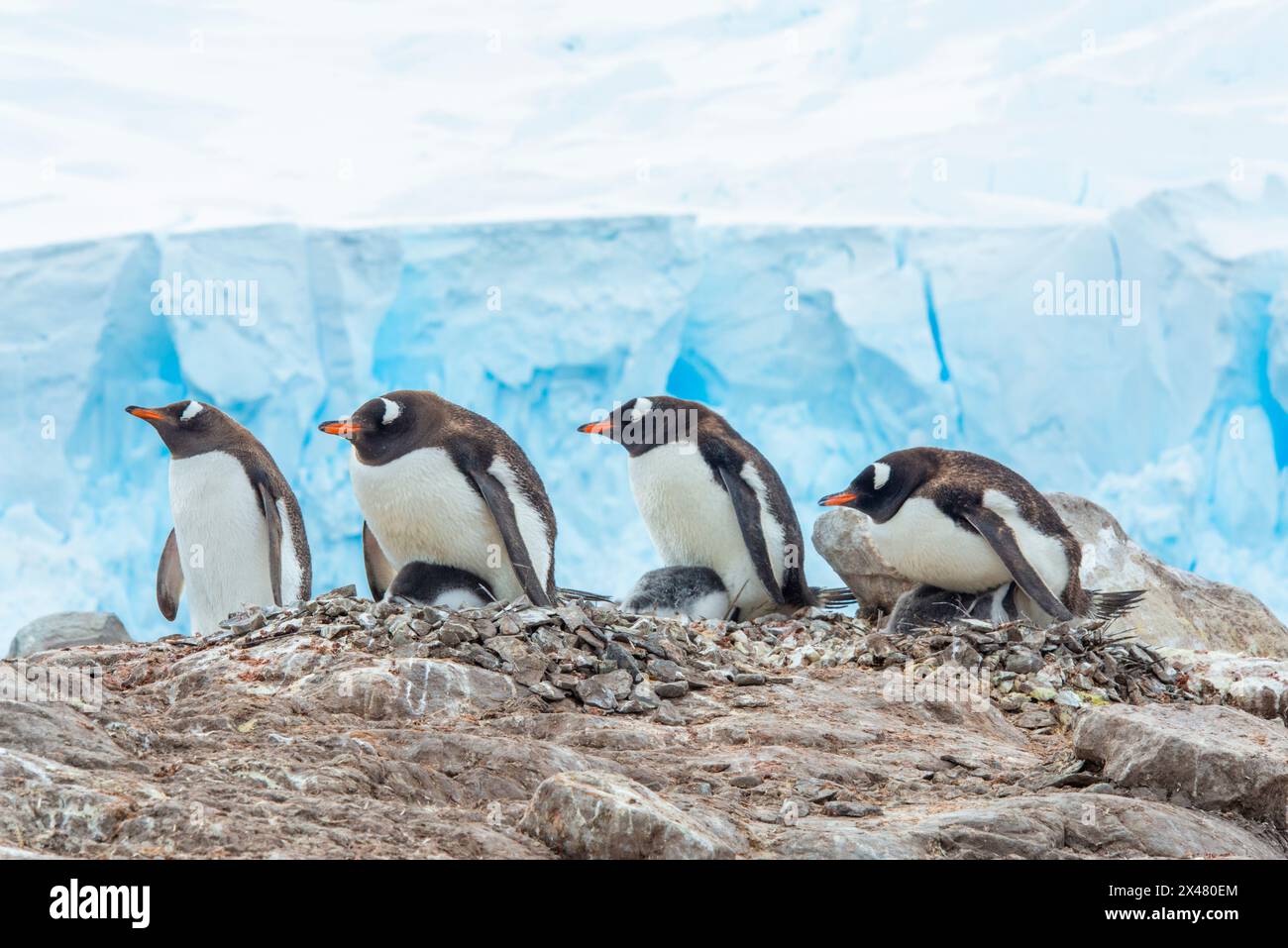 Hafen Von Neko, Antarktis. Pinguine nisten im Guano und Steine in einer Nookery. Stockfoto