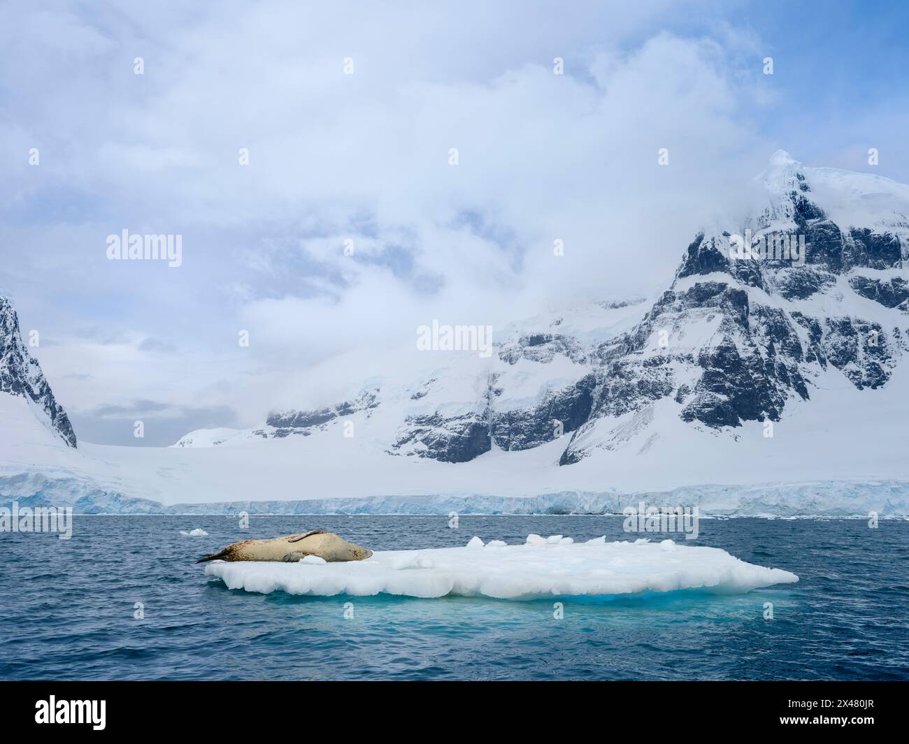 Leopardensiegel (Hydrurga leptonyx) auf der Eisscholle in Port Lockroy auf Wiencke Island, Antarktis. Stockfoto