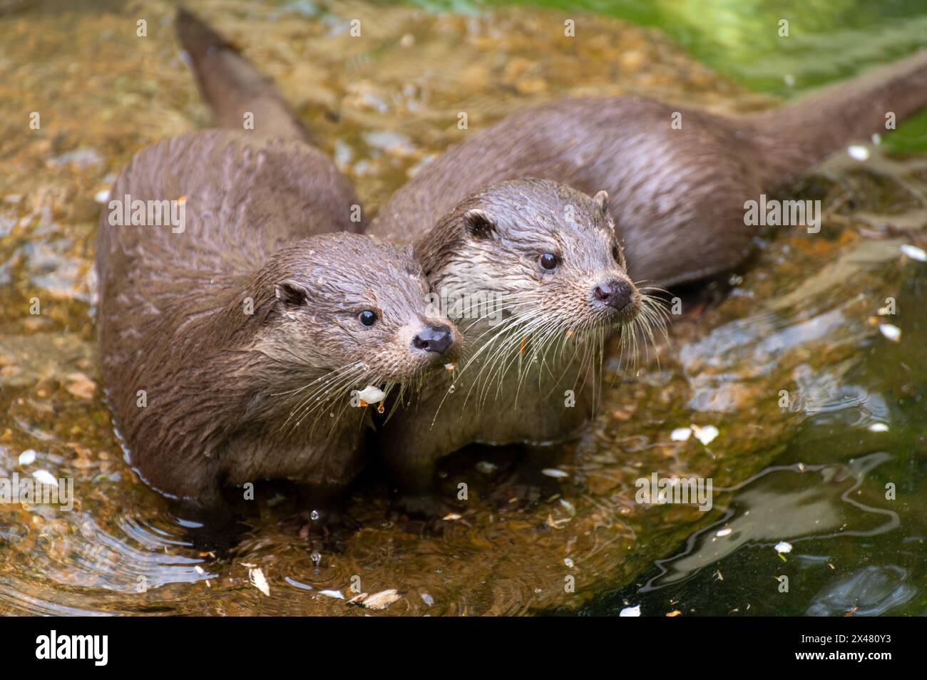 Zwei Otter (Lutra lutra) sitzen auf einem Stein im Wasser Stockfoto