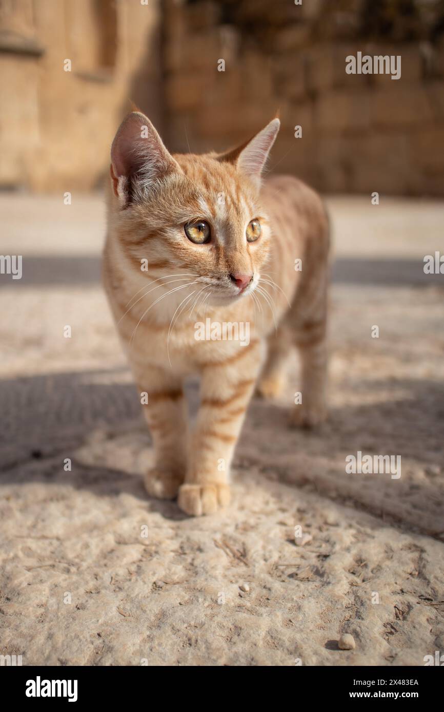 Ginger Tabby Cat steht auf den Straßen von Jerash. Süßer junger Streuner in Nordjordanien. Stockfoto