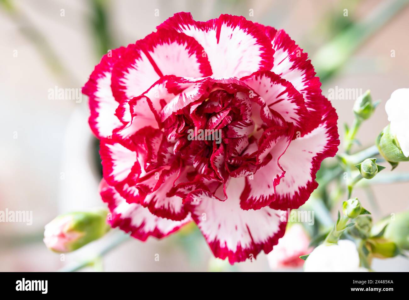 Nelkennelke rosa Blüte (Dianthus caryophyllus) mit weißen und roten Blüten Stockfoto