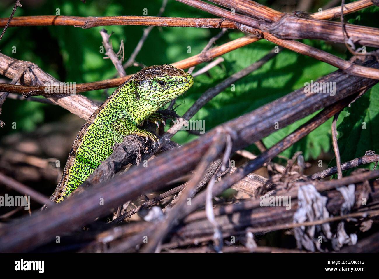 Zauneidechse Lacerta agilis. Zauneidechse Lacerta agilis. 20240430MIC0211 *** Sandechse Lacerta agilis Sandechse Lacerta agilis 20240430MIC0211 Stockfoto