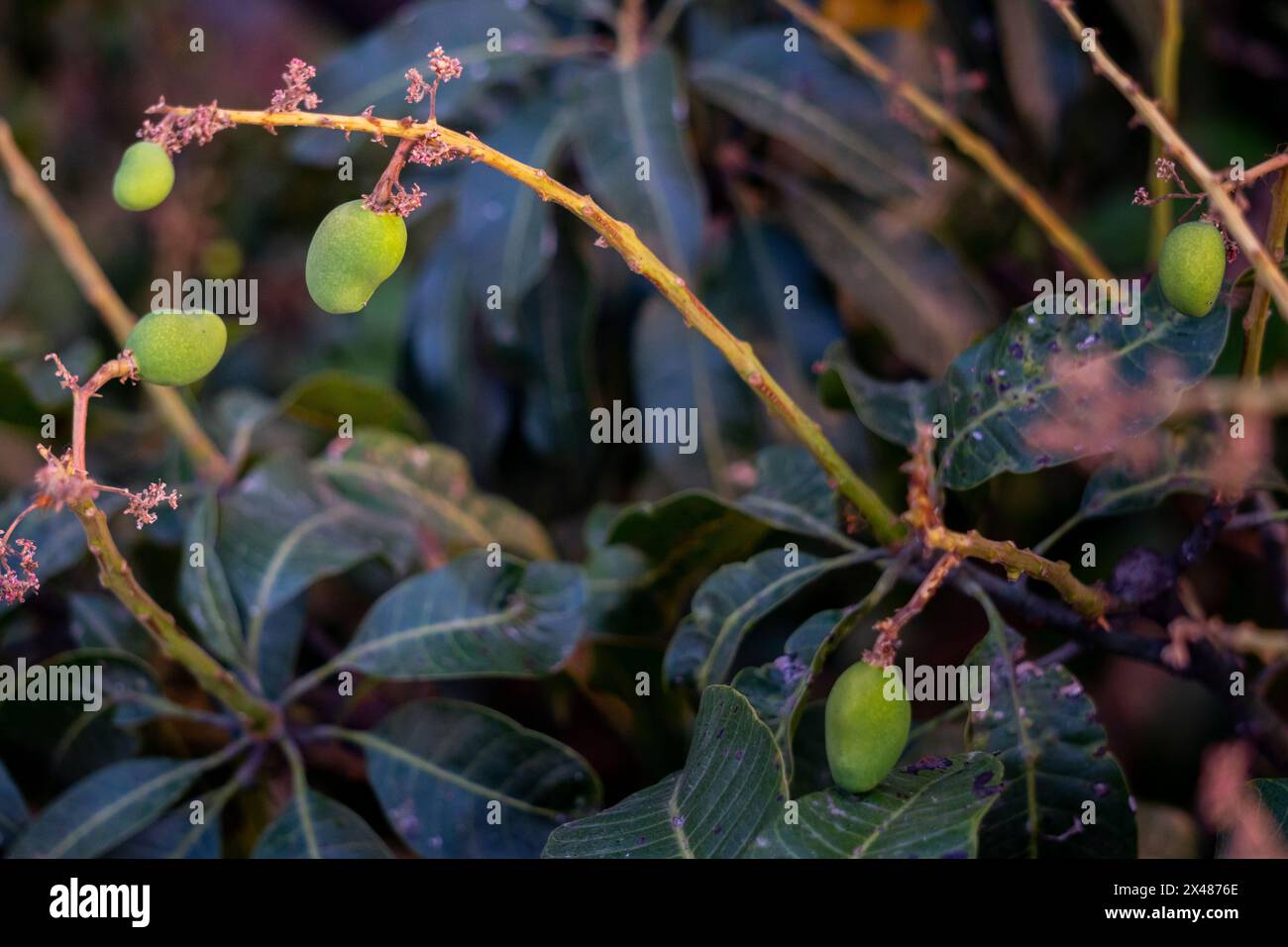 Nahaufnahme junger grüner Mangos, die auf einem Baumzweig in einem Bio-Garten in Indien fruchten, mit Gartenameisen. Stockfoto