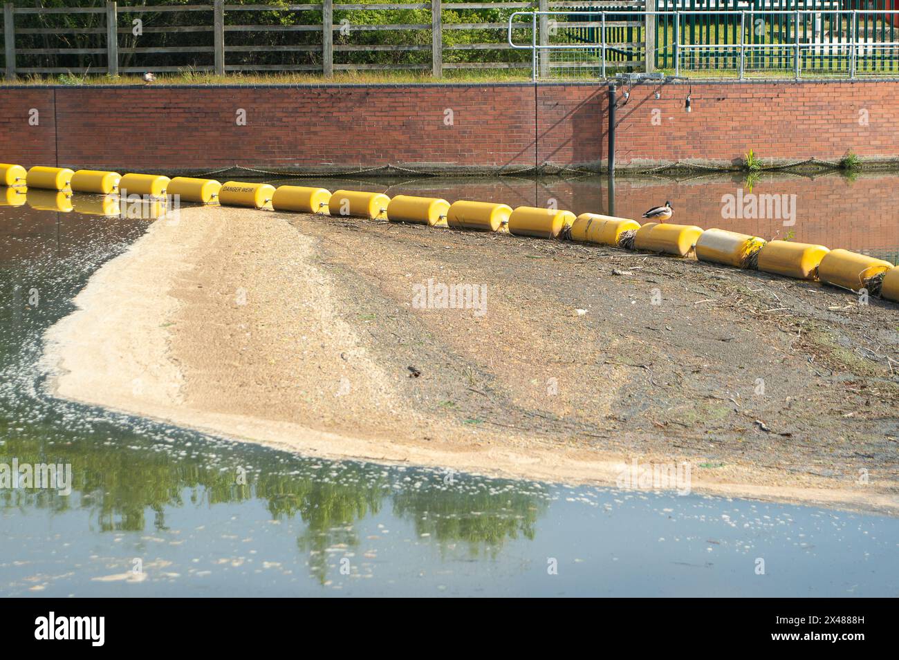 Dorney REACH, Buckinghamshire, Großbritannien. Mai 2024. Abwasser und Pflanzenschutt schwimmen auf dem Jubliee River in Dorney REACH, Buckinghamshire. Anfang dieser Woche wurde das Wasser der Themse in der Region abgeleitet. Es gibt Forderungen nach einer Renationalisierung des Themswassers, nachdem die schreckliche Bilanz der Abwassereinleitungen besteht. Quelle: Maureen McLean/Alamy Live News Stockfoto