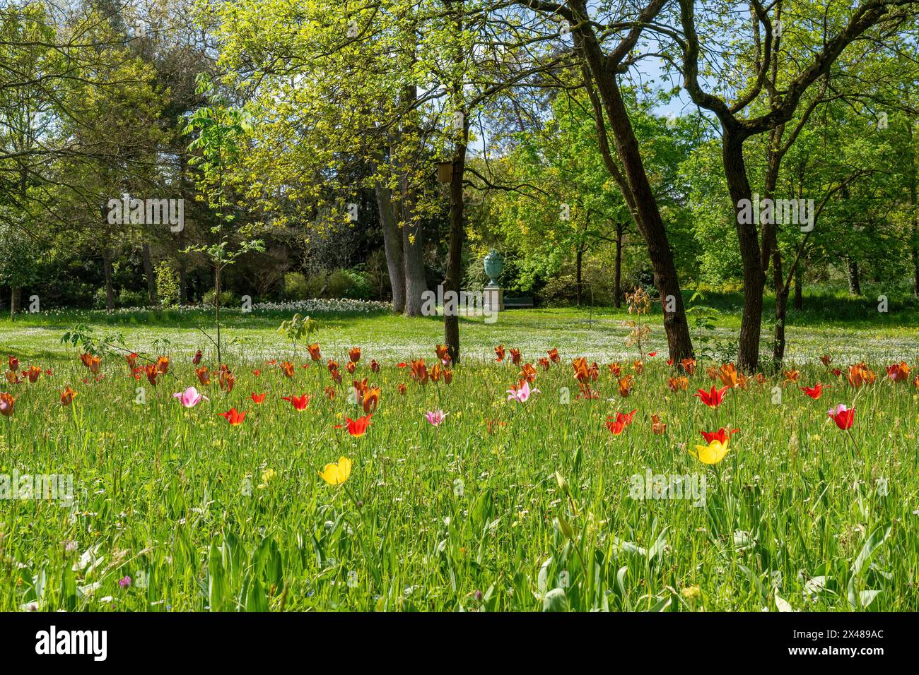 Blumen im Bagatelle Park in Paris - Frankreich Stockfoto