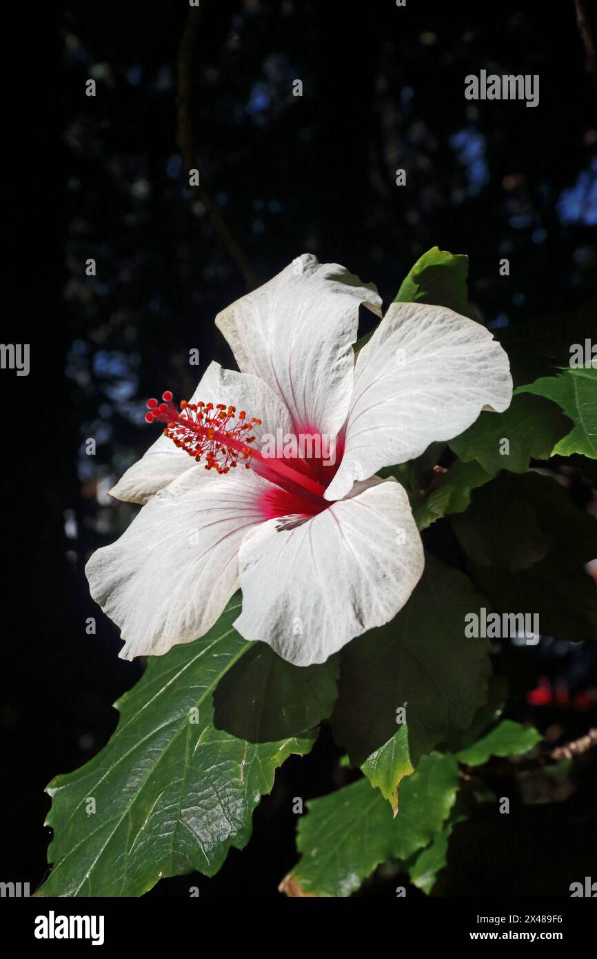 Weiße Hibiskusblüten Stockfoto