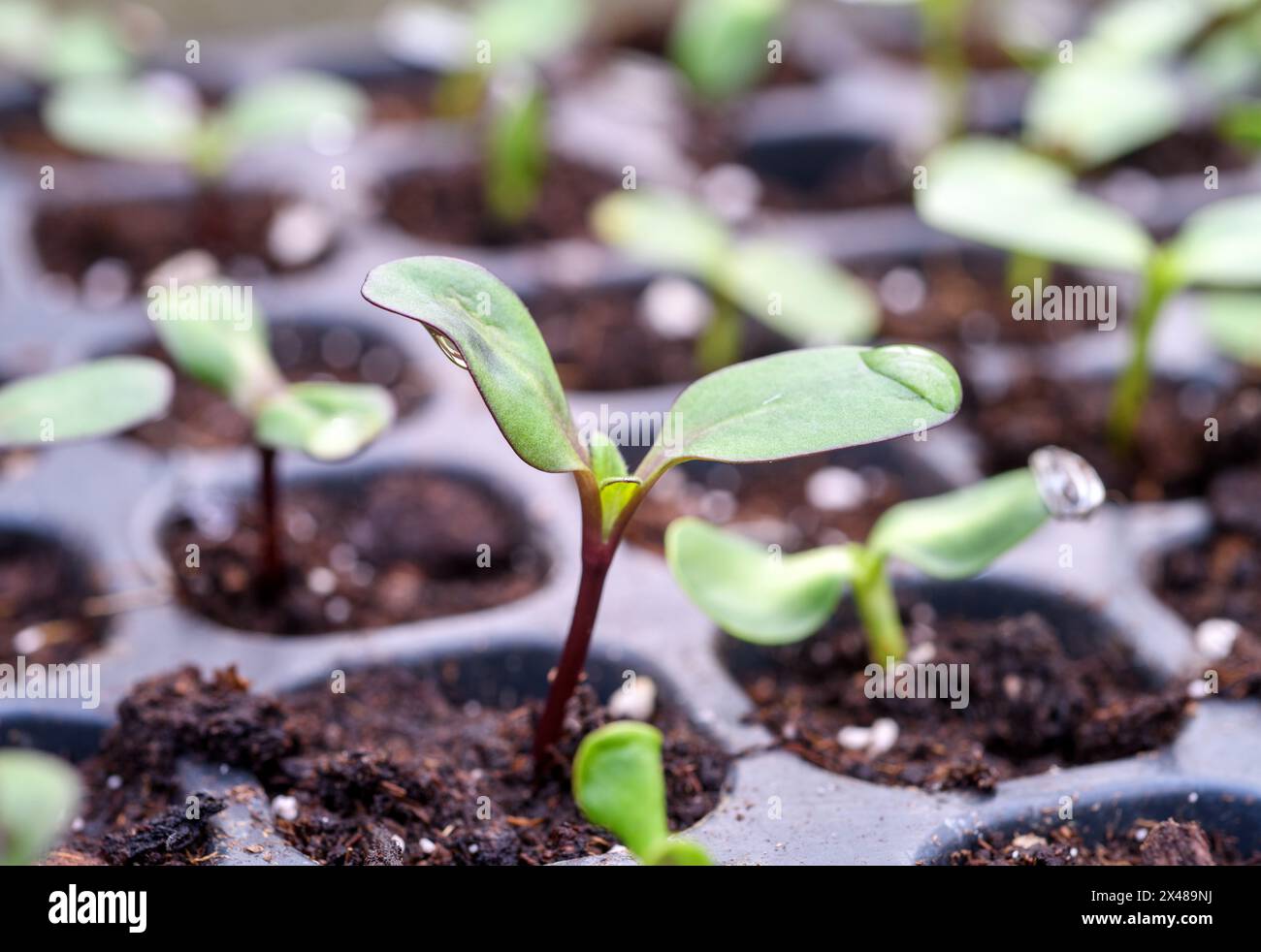 Sonnenblumensetzlinge in einem Saatguttablett UK Stockfoto