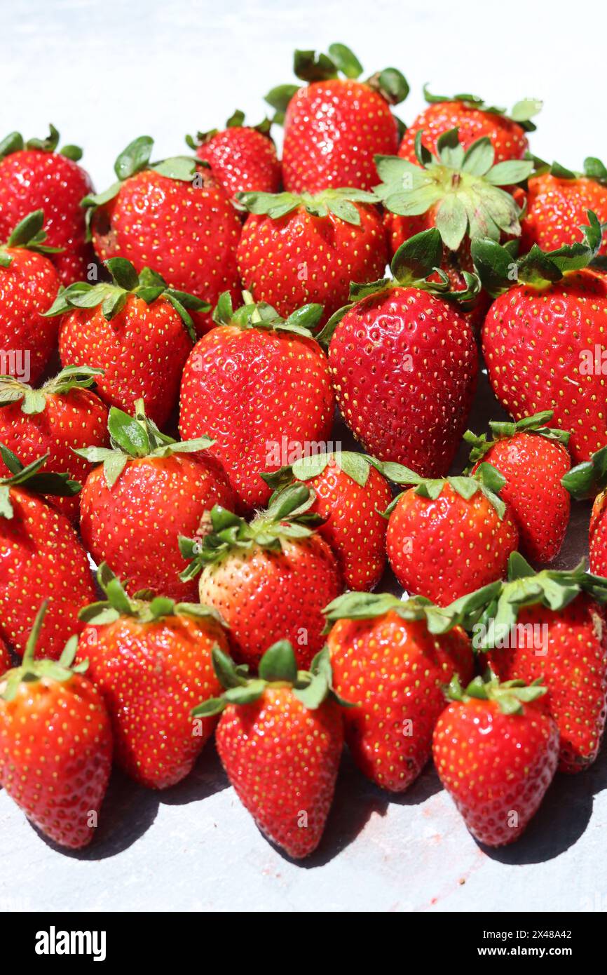 Hintergrund der roten Reifen Erdbeeren. Erdbeer-Textur Nahaufnahme Foto. Frische Bio-Beeren Makro. Fresh-Konzept. Stockfoto