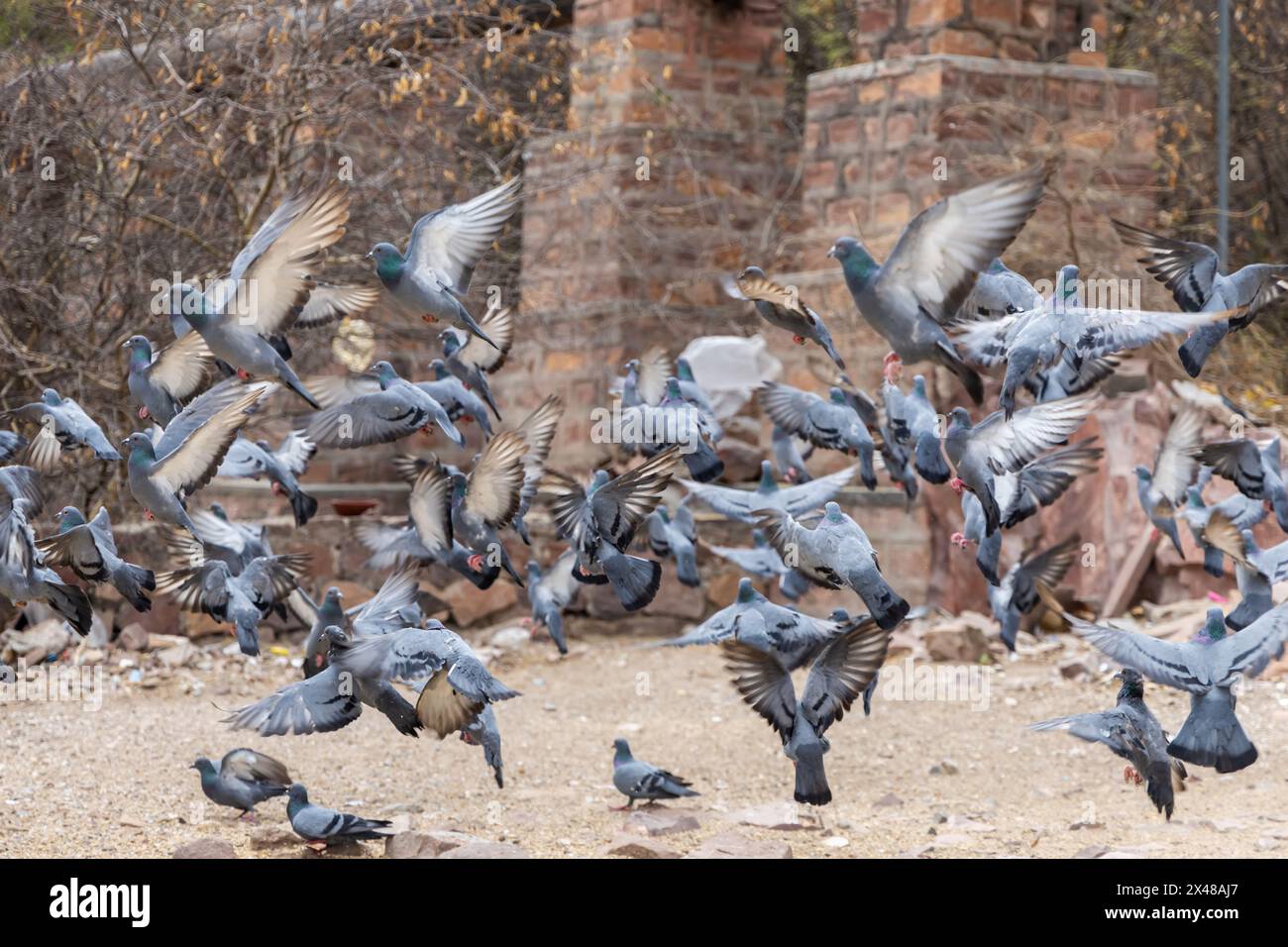 Tauben fliegen verschwommene Bewegung, die abends draußen aufgenommen wurde Stockfoto