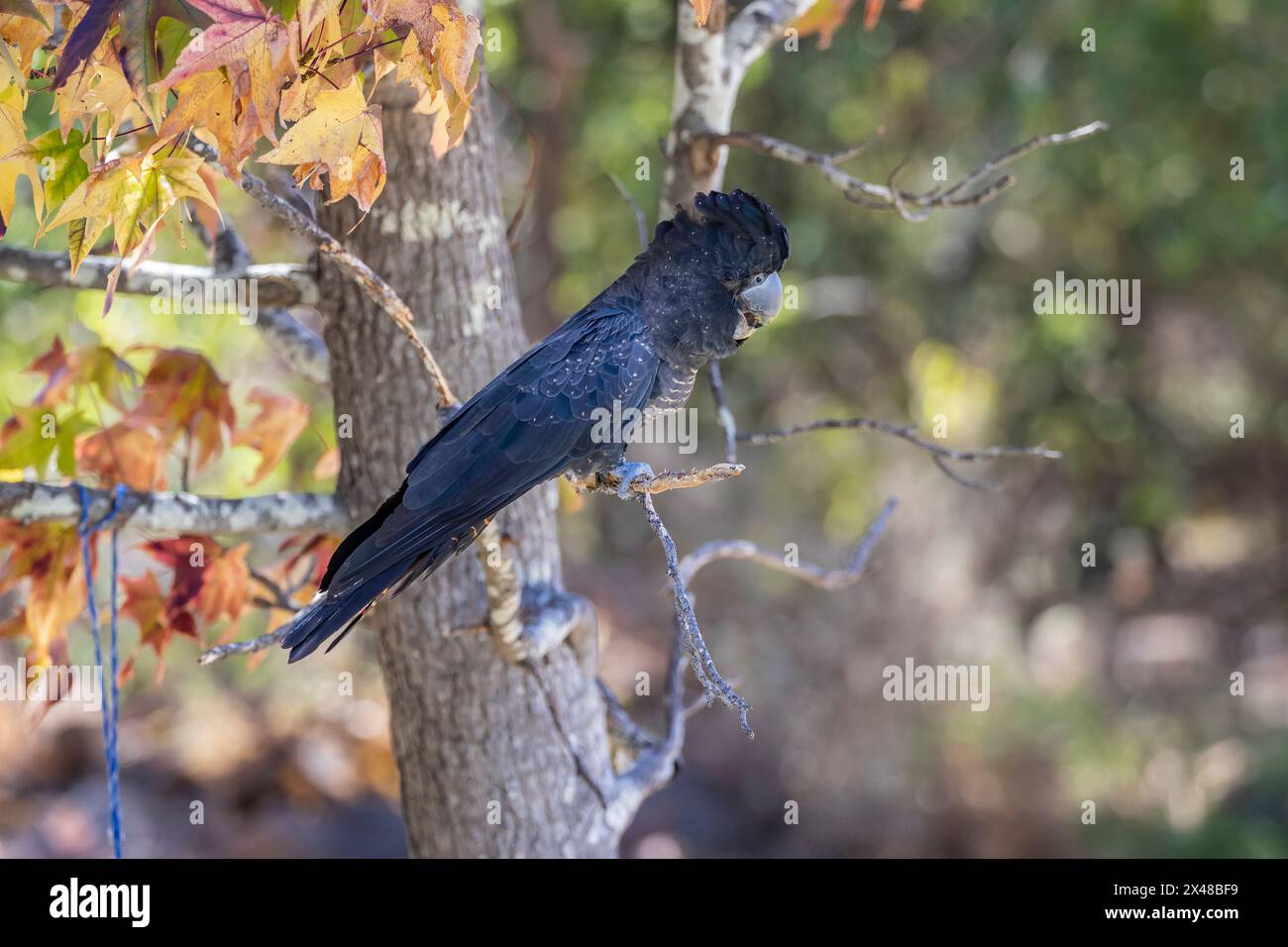 Männlicher schwarzer Rotschwanzkakatoo (Calyptorhynchus banksii), der in einem Baum in Bickley, Westaustralien, thront. Stockfoto