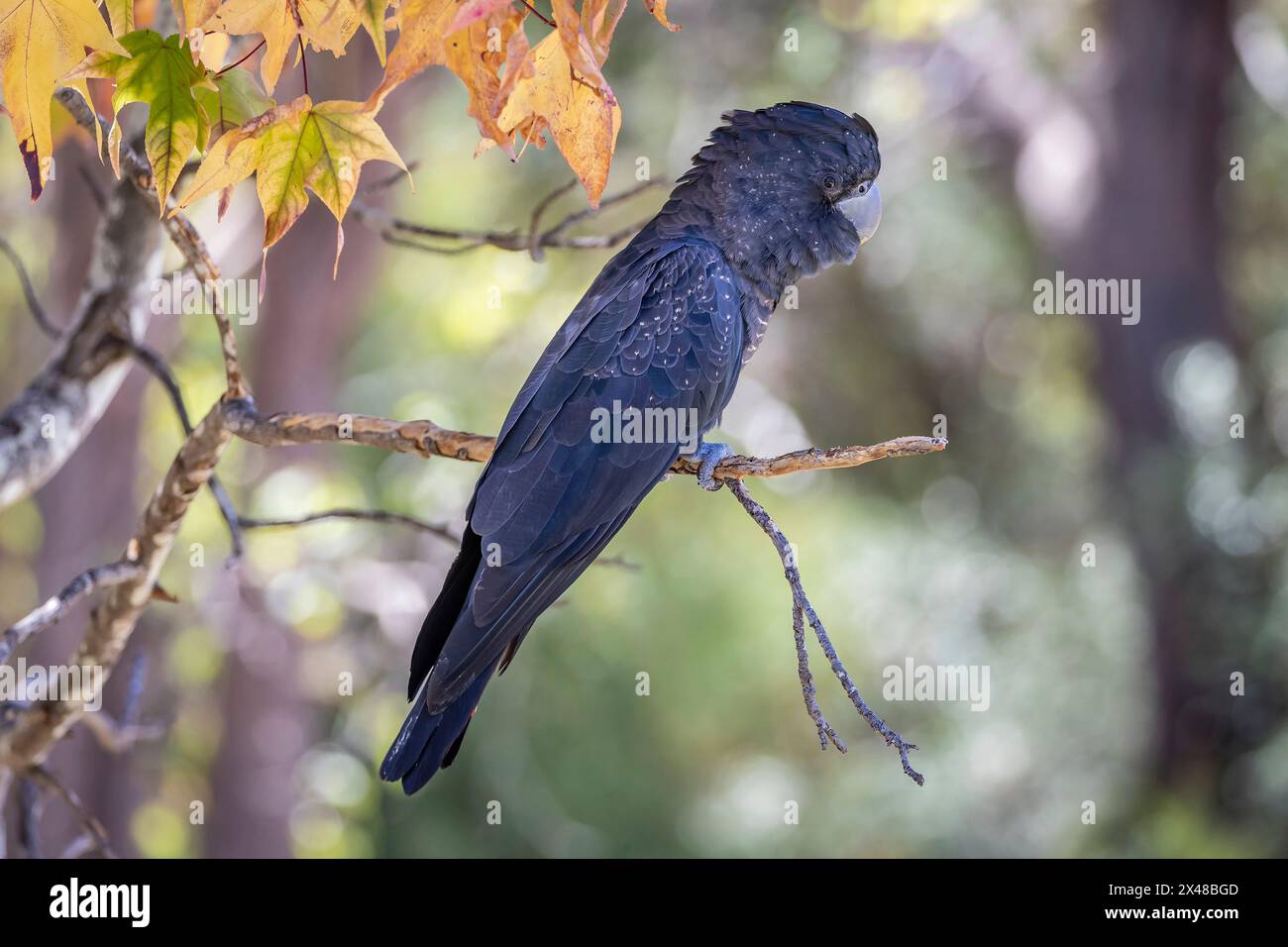 Männlicher schwarzer Rotschwanzkakatoo (Calyptorhynchus banksii), der in einem Baum in Bickley, Westaustralien, thront. Stockfoto