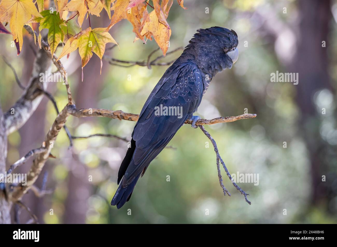 Männlicher schwarzer Rotschwanzkakatoo (Calyptorhynchus banksii), der in einem Baum in Bickley, Westaustralien, thront. Stockfoto