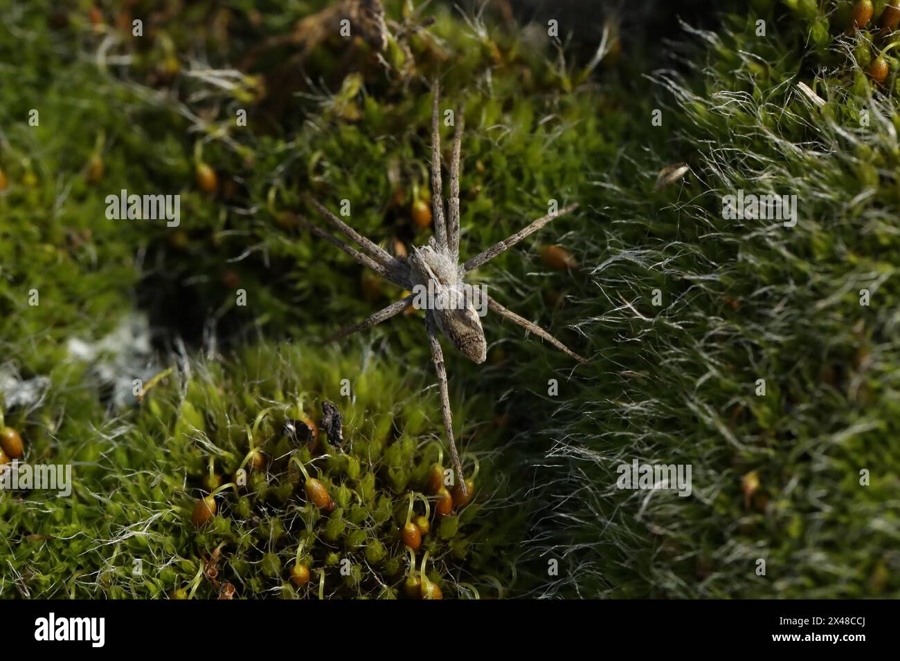 Pisaura mirabilis Spinne auf grünem Moos. Makrofoto der Spinne Stockfoto