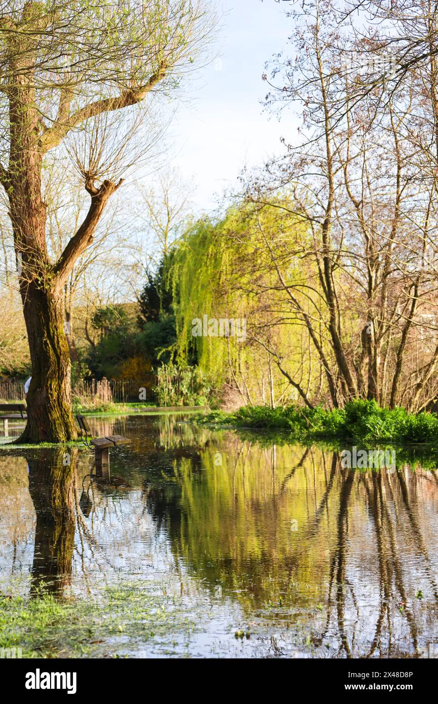Der Fluss Avon platzt seine Ufer in den Queen Elizabeth Gardens in Salisbury City, England Stockfoto