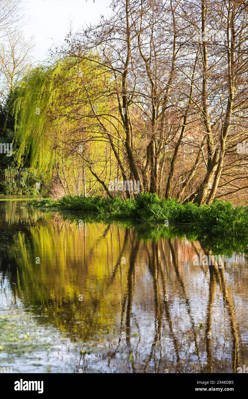 Der Fluss Avon platzt seine Ufer in den Queen Elizabeth Gardens in Salisbury City, England Stockfoto