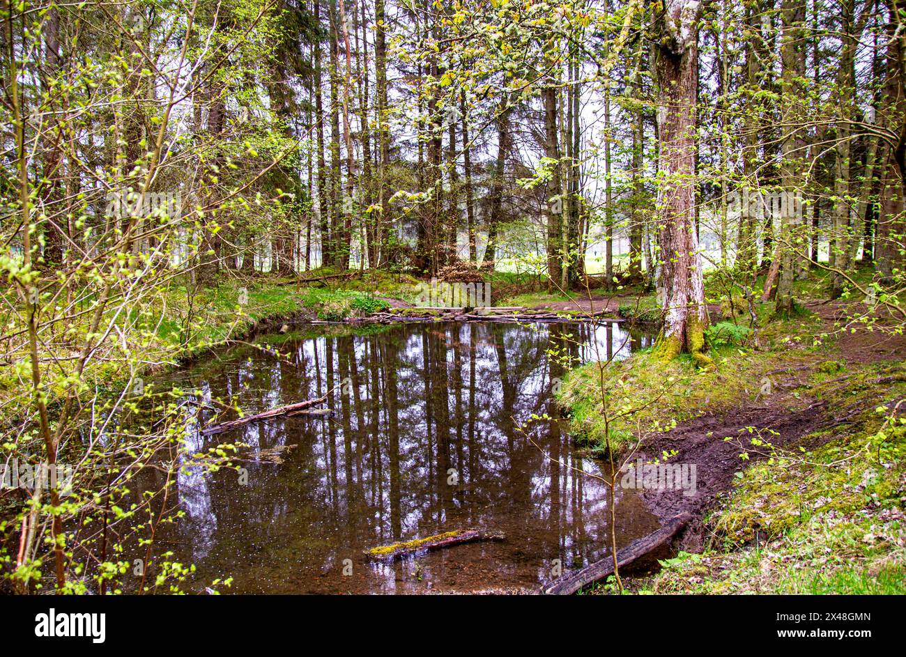 Dundee, Tayside, Schottland, Großbritannien. Mai 2024. Wetter in Großbritannien: Der 1. Mai bringt gemäßigtes und nebeliges Frühlingswetter in den Nordosten Schottlands. Templeton Woods in Dundee hat eine unheimliche Umgebung mit Nebel, was es zu einem idealen Ort für Horrorfilme macht. Der Wald bietet herrliche Wildtiere und Naturwanderungen und ist bekannt für die berüchtigten Morde in den Jahren 1979 und 1980. Zu dieser Zeit wurde die Stadt von einem Serienmörder geplagt und die beiden Fälle wurden als Templeton Woods Morde bekannt. Quelle: Dundee Photographics/Alamy Live News Stockfoto