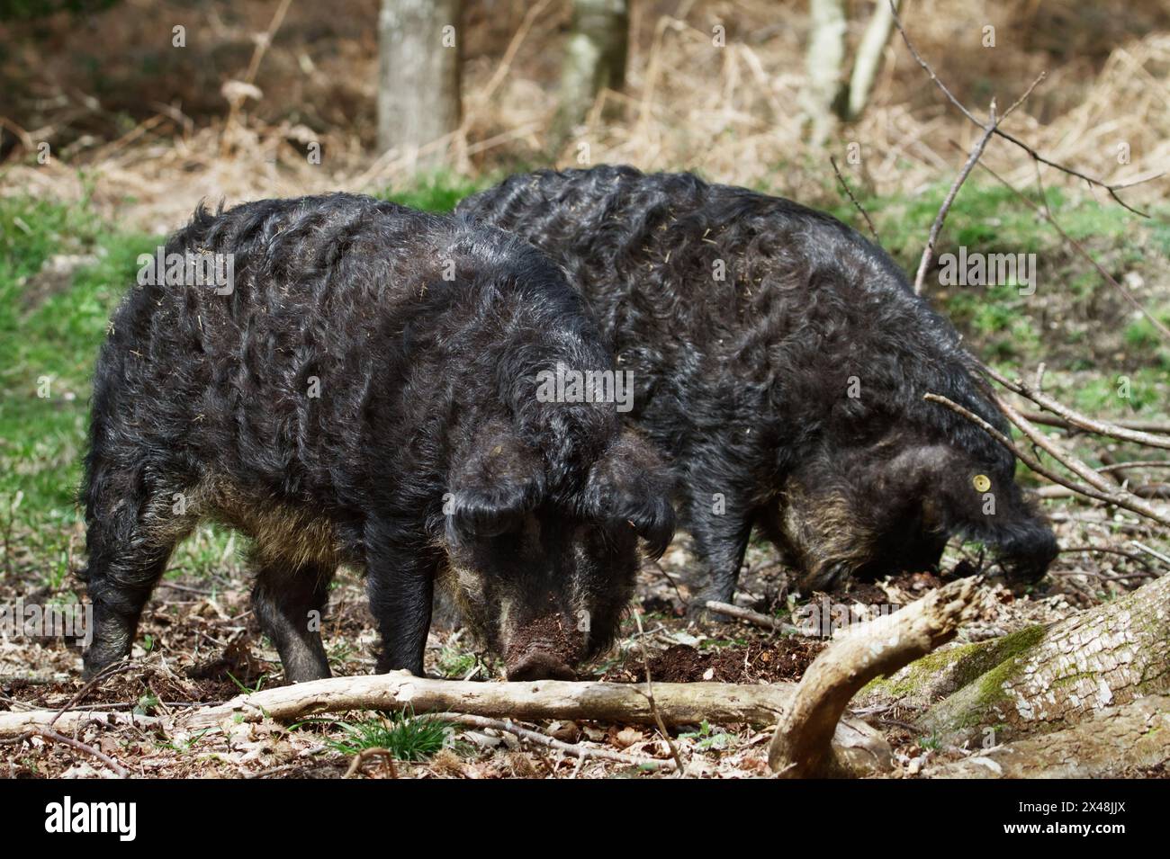 Paar domestizierte schwalbenbauchige ungarische Managalitza Schwarze Sauen, Schweine, die wild auf der Suche nach Nahrung sind, Arne, UK Stockfoto