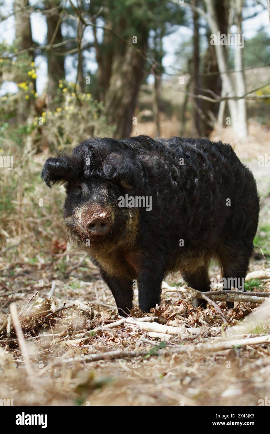 Domestizierte schwarze Schwalbenbauchhaarige ungarische Haarige, Woolly, Mangalitsa-Sau, Schwein-Roaming Wild zur Wiederherstellung natürlicher Lebensräume, Arne UK Stockfoto