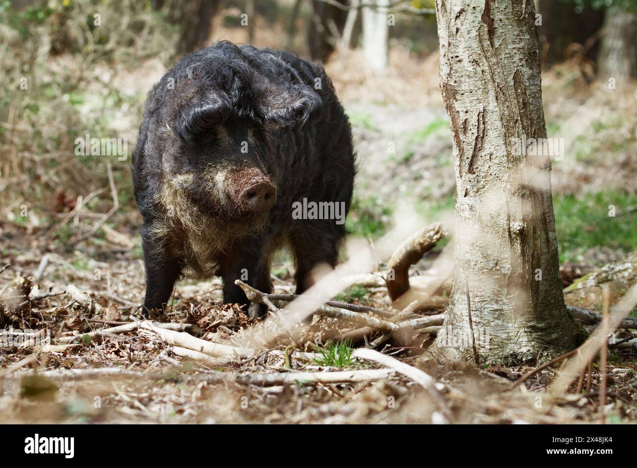 Single domestizierte schwalbenbauchige schwarze Wolle, Haarige Mangalitsa ungarische Sau, Schwein, Futtersuche, Arne UK. Wiederherstellung Von Lebensräumen Stockfoto
