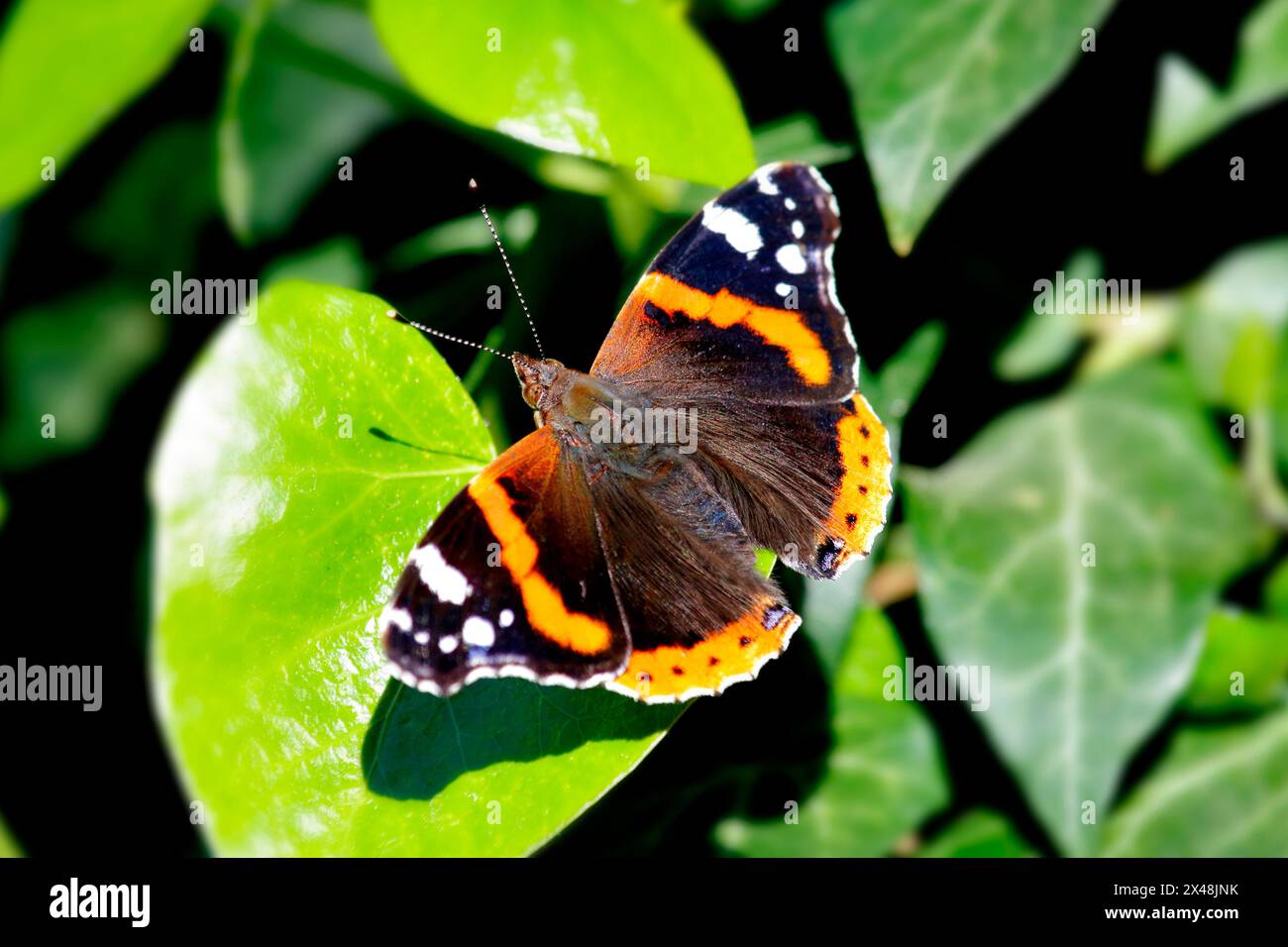 Ein bunter Schmetterling sitzt auf den Blättern des Efeu in der Sonne Stockfoto