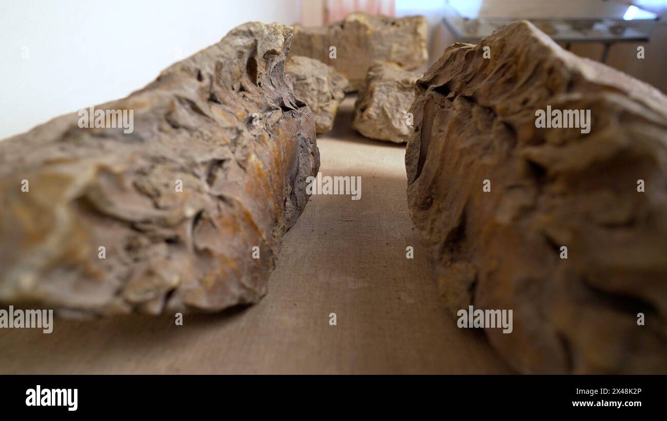 Nahaufnahme eines fossilen Mammut-Knochens. Alte Fossilien in einem Museum auf einem Regal. Ein altes Fossil auf dem Regal des Paläontologischen Museums. Stockfoto