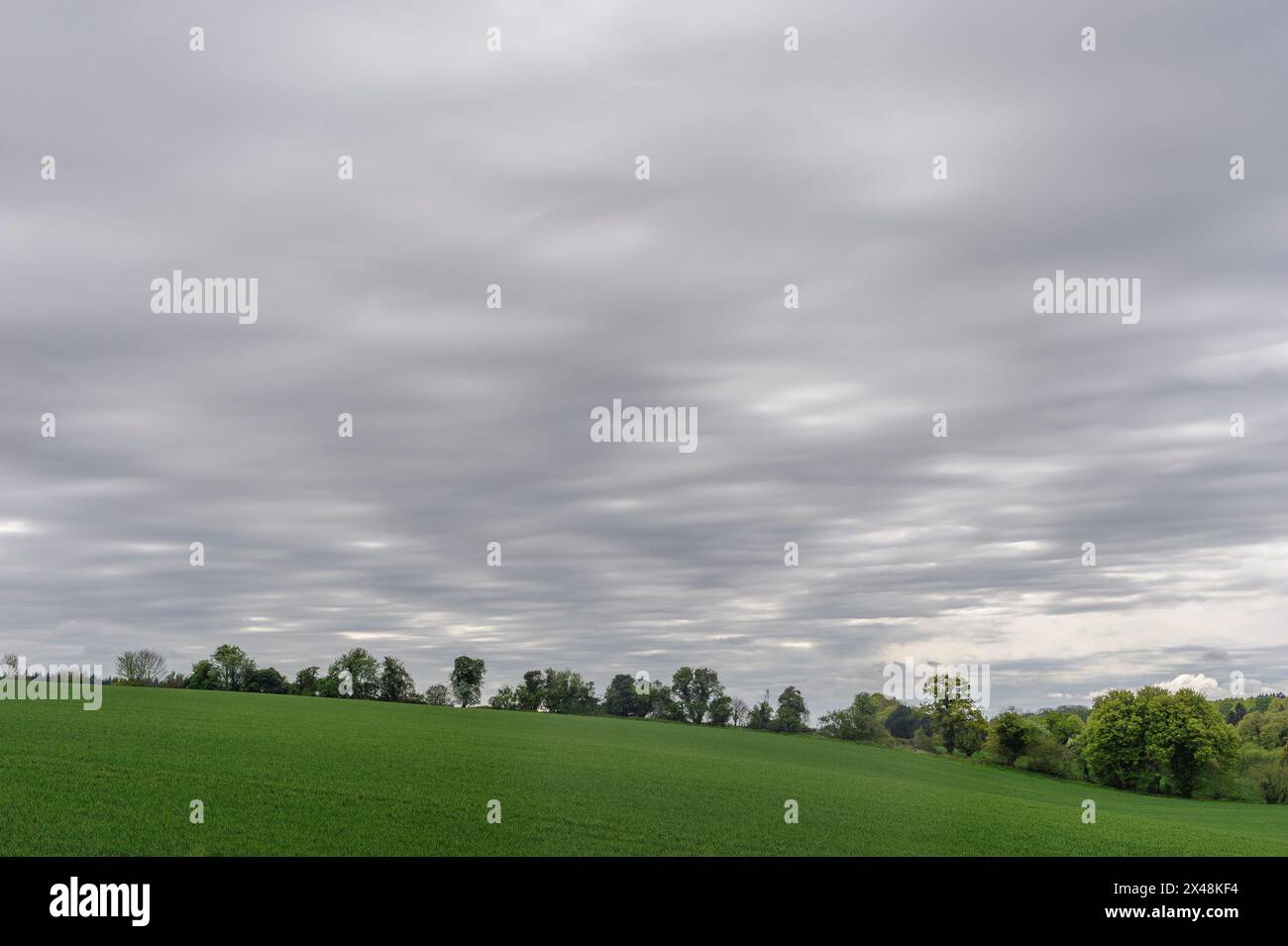 Graue Stratocumulus-Wolken am grauen Himmel über einem grünen Feld mit Bäumen Stockfoto