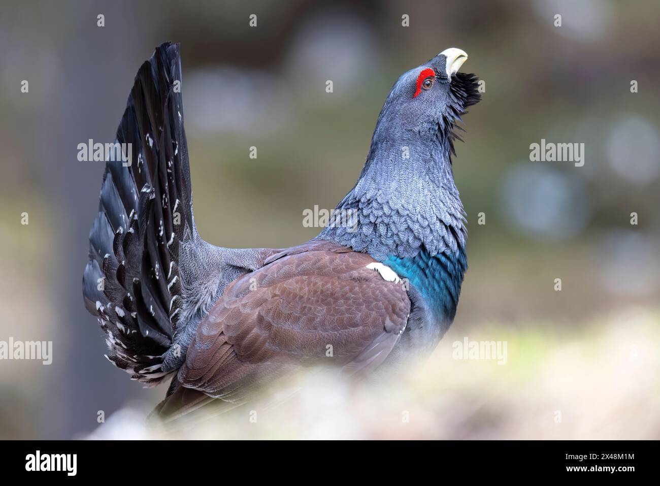 Das männliche Auerhuhn (Tetrao urogallus) in einem Wald in der Region Veneto in Italien Stockfoto