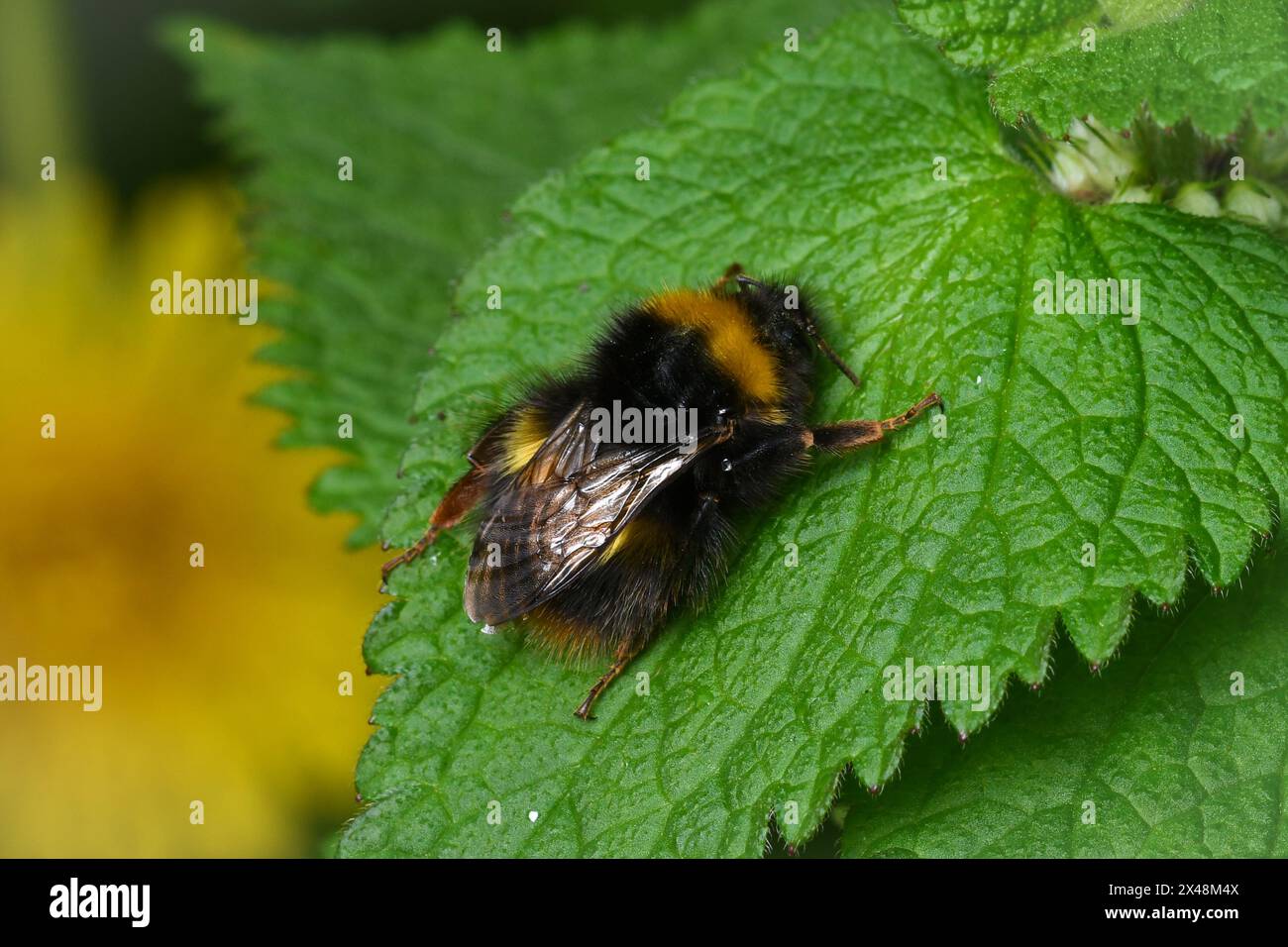 Makro einer Hummel (möglicherweise die frühe Hummel, Bombus pratorum), die auf einem grünen Brennnesselblatt mit gezackten Kanten ruht Stockfoto