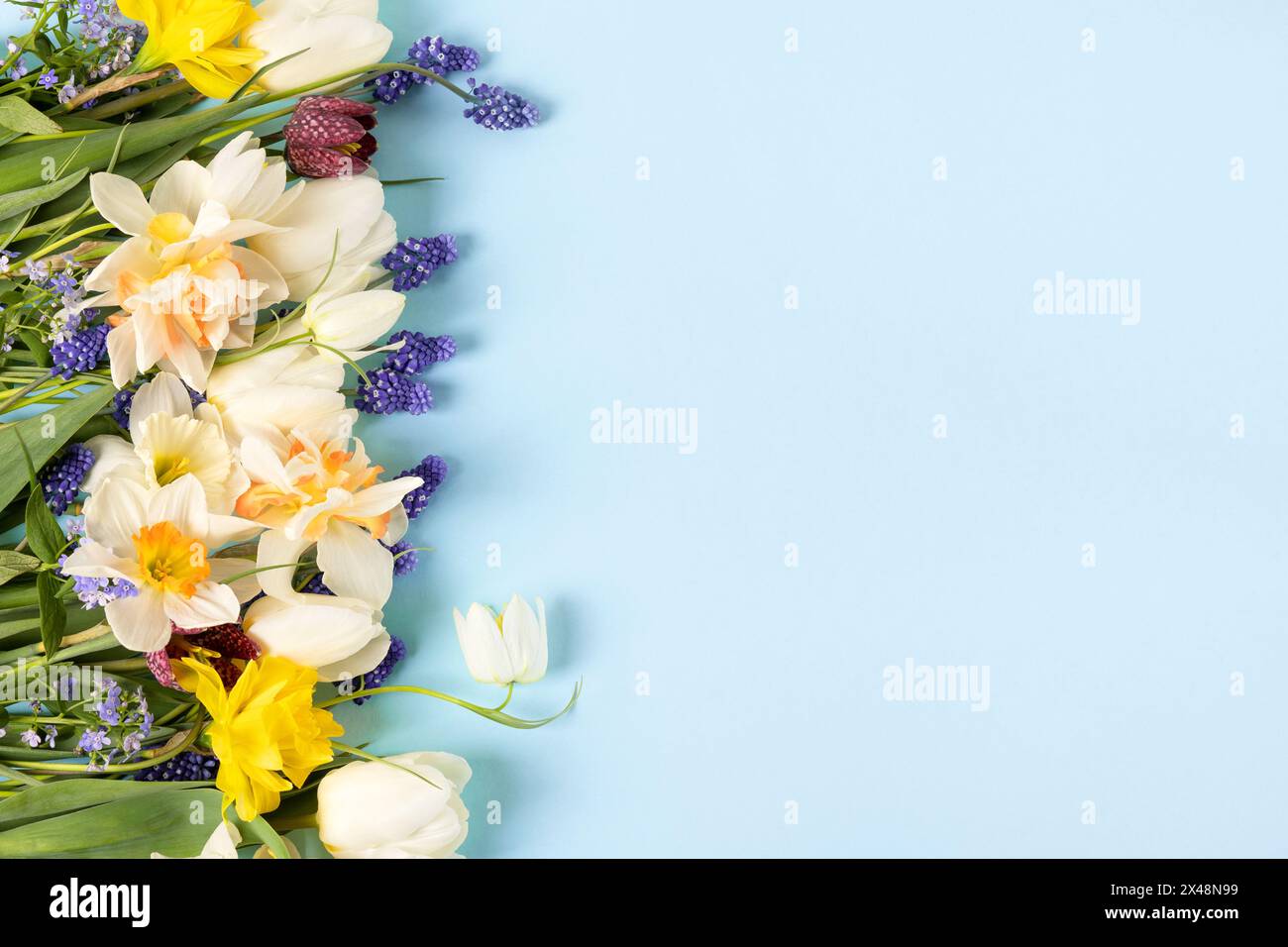 Frühlingskomposition auf blauem Hintergrund aus Tulpen, Muscari, Narzissen, Auerhühner mit einem Platz für Text. Glückwunschkarte zum Muttertag, Happ Stockfoto