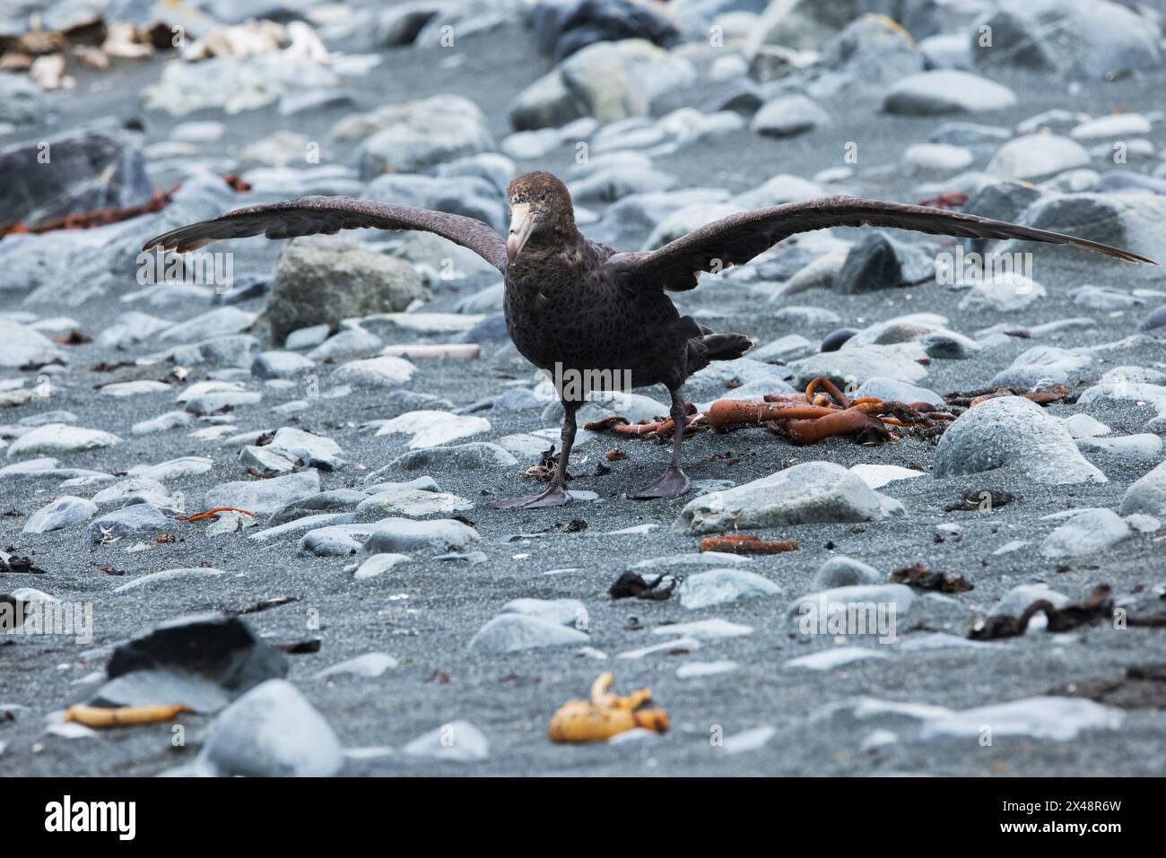 Südliches Riesensturmchen (Macronectes giganteus) am Strand von Macquarie Island, australische Subantarktis Stockfoto