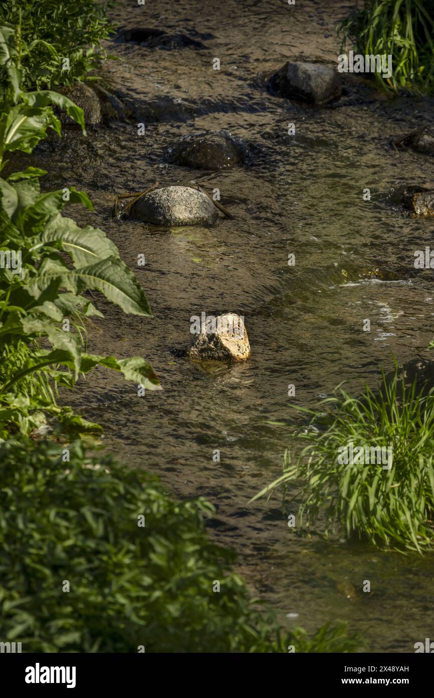 Wasser fließt durch einen Bach mit etwas Vegetation und losen Felsen Stockfoto
