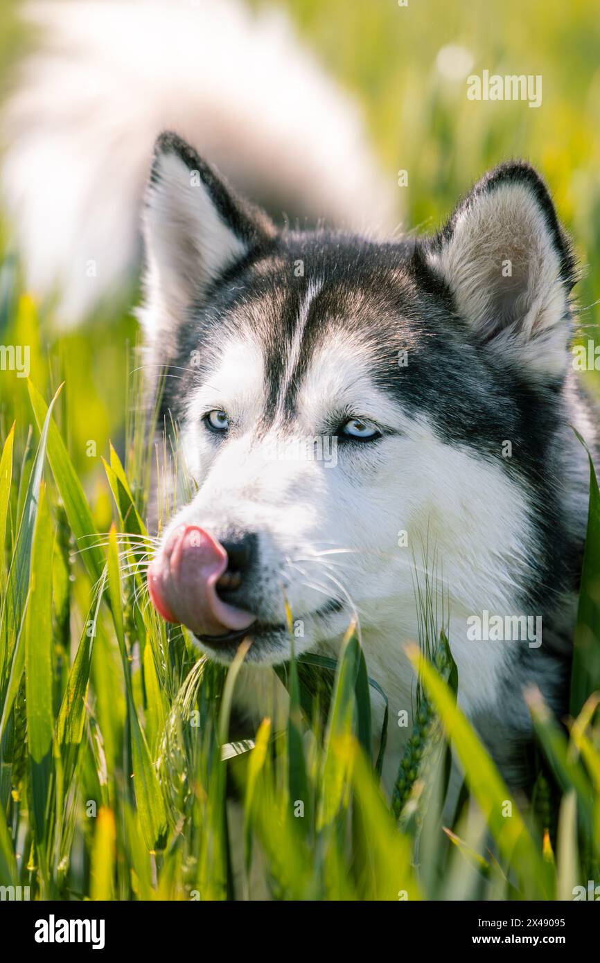 Vertikales Nahaufnahme-Porträt eines sibirischen Huskys mit auffälligen blauen Augen und einem Hauch einer Zunge, eingebettet in üppiges grünes Gras unter Sonnenlicht. Anima Stockfoto