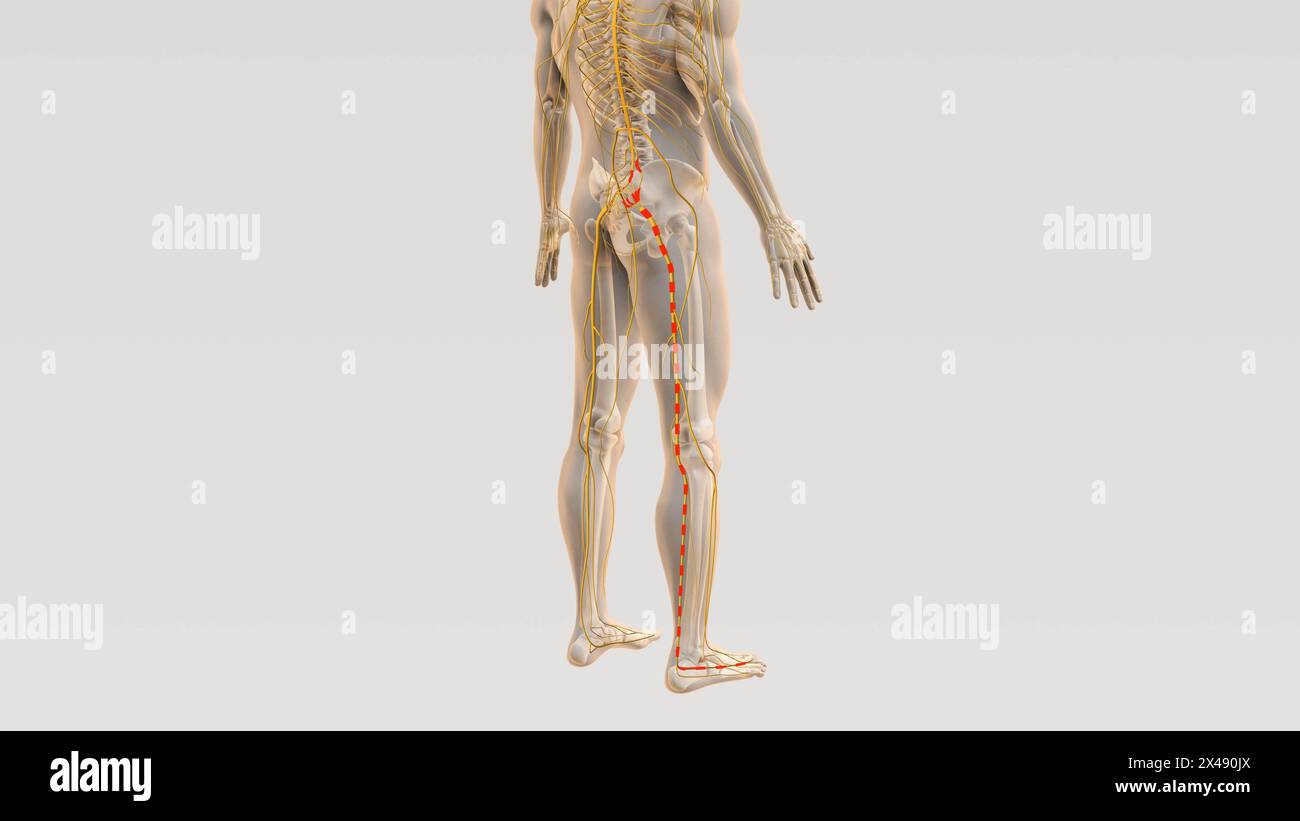 Ischiaswirbelsäule und Nervenschmerzweg Stockfoto