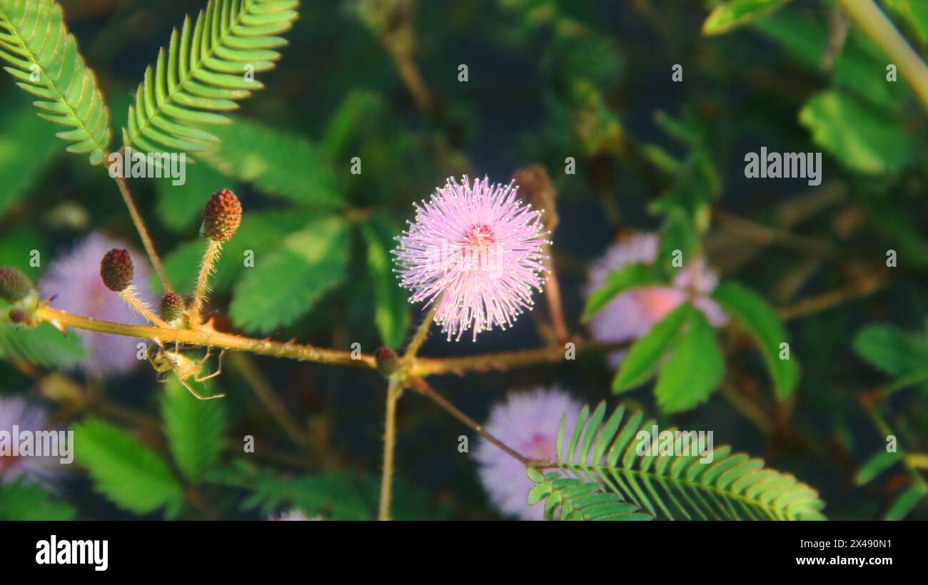 Die Blüten der schüchternen Prinzessin oder Mimosa pudica L blühen wunderschön Stockfoto