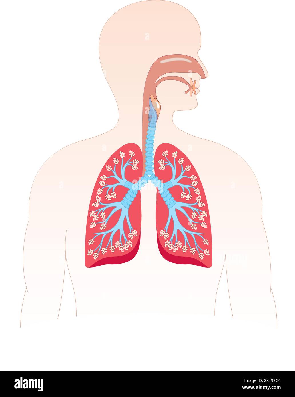 Menschliches Atmungssystem Stock Vektor