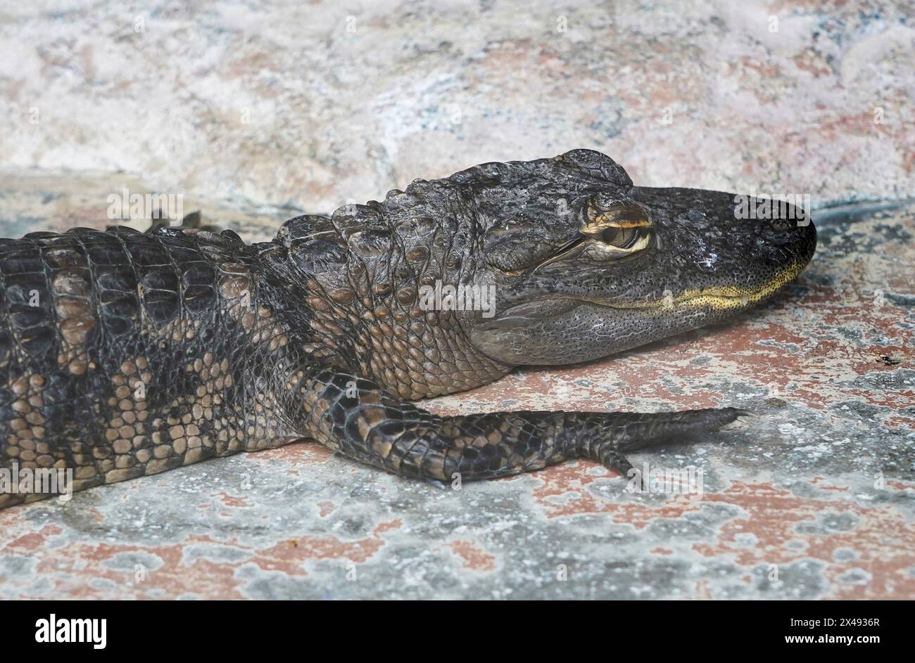 17.04.24, Everglades City, Florida, US-amerikanischer Alligator (Alligator mississippiensis) in den Florida Everglades, von einem Luftschiff aus gesehen, Everglade City, Florida, Mittwoch, 17. April, 2024. Foto von Jennifer Graylock-Graylock.com 917-519-7666 Stockfoto