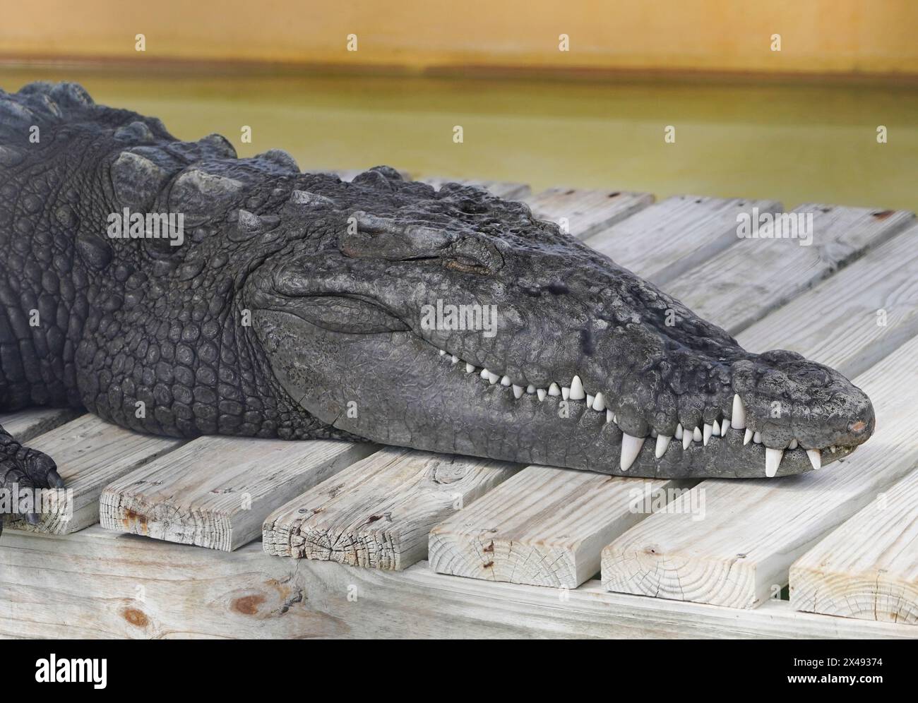 17.04.24, Everglades City, Florida, US-amerikanischer Alligator (Alligator mississippiensis) in den Florida Everglades, von einem Luftschiff aus gesehen, Everglade City, Florida, Mittwoch, 17. April, 2024. Foto von Jennifer Graylock-Graylock.com 917-519-7666 Stockfoto