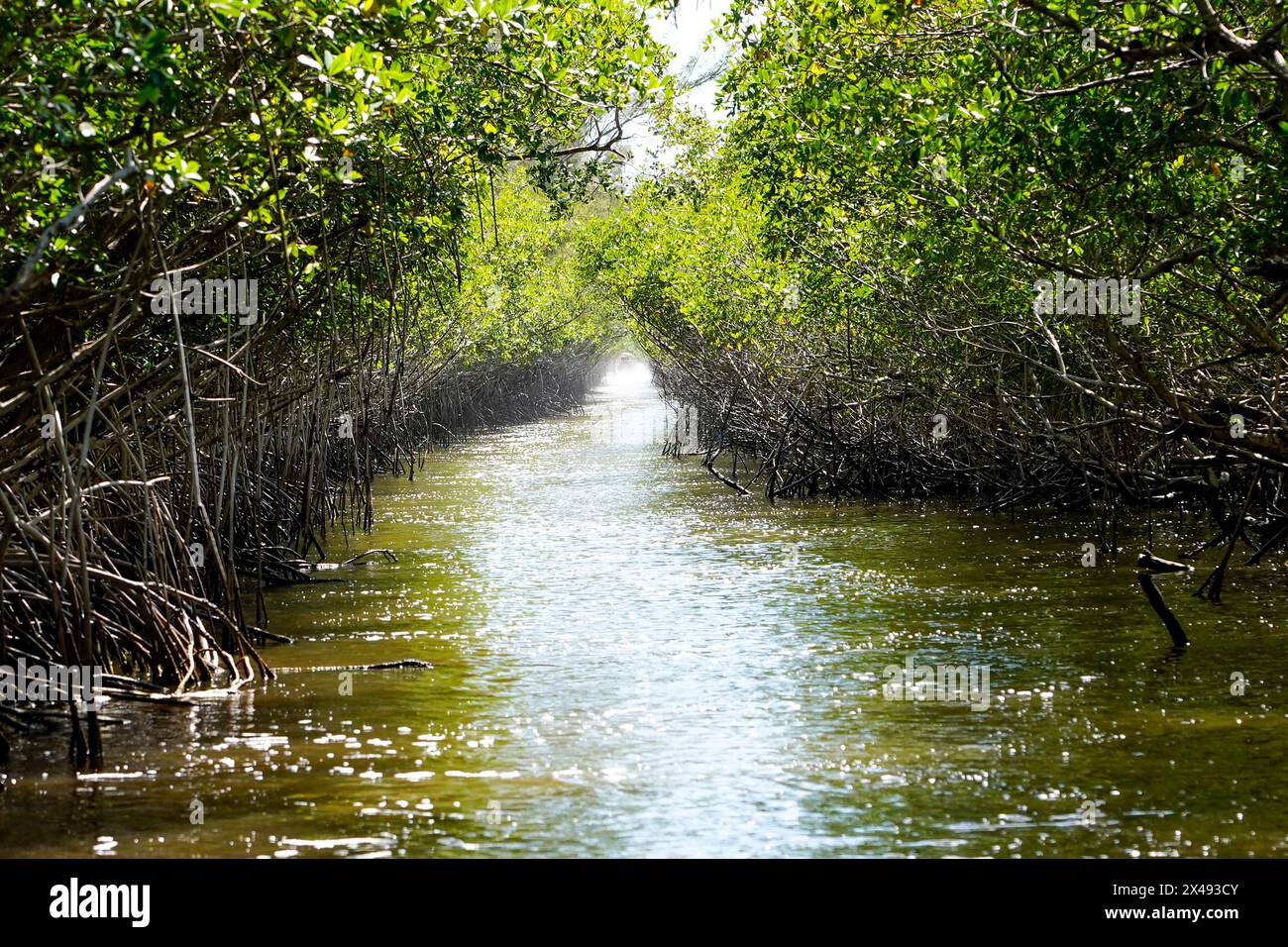 17.04.24, Everglades City, Florida, Vereinigte Staaten Ansicht von Mangroven in den Florida Everglades von einem Luftschiff aus gesehen, Everglade City, Florida, Mittwoch, 17. April, 2024. Foto von Jennifer Graylock-Graylock.com 917-519-7666 Stockfoto