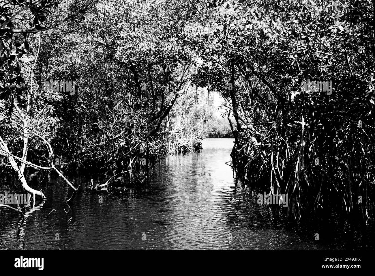 17.04.24, Everglades City, Florida, Vereinigte Staaten Ansicht von Mangroven in den Florida Everglades von einem Luftschiff aus gesehen, Everglade City, Florida, Mittwoch, 17. April, 2024. Foto von Jennifer Graylock-Graylock.com 917-519-7666 Stockfoto