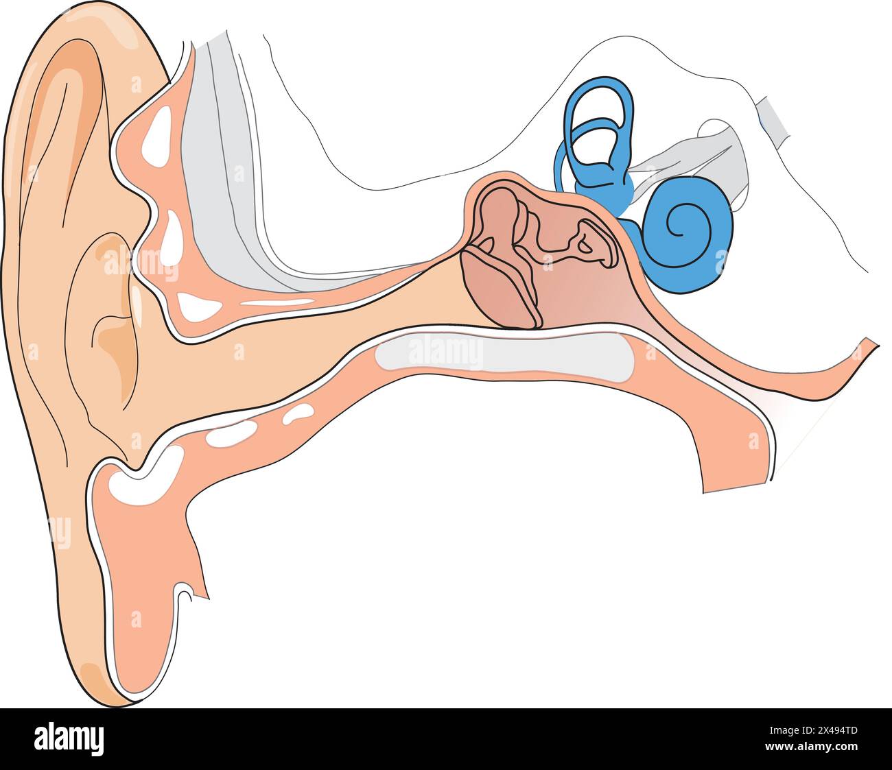 Anatomy of the ear -Fotos und -Bildmaterial in hoher Auflösung – Alamy