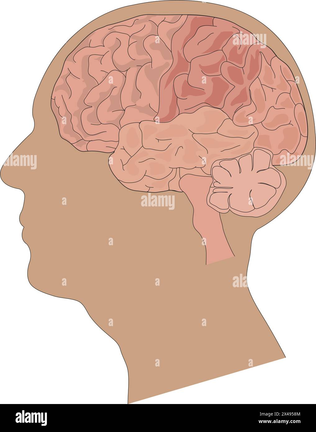 Anatomie des menschlichen Gehirns Stock Vektor