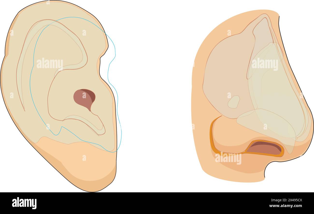 Abbildung zeigt Sinnesorgane, nämlich Nase und Ohr Stock Vektor